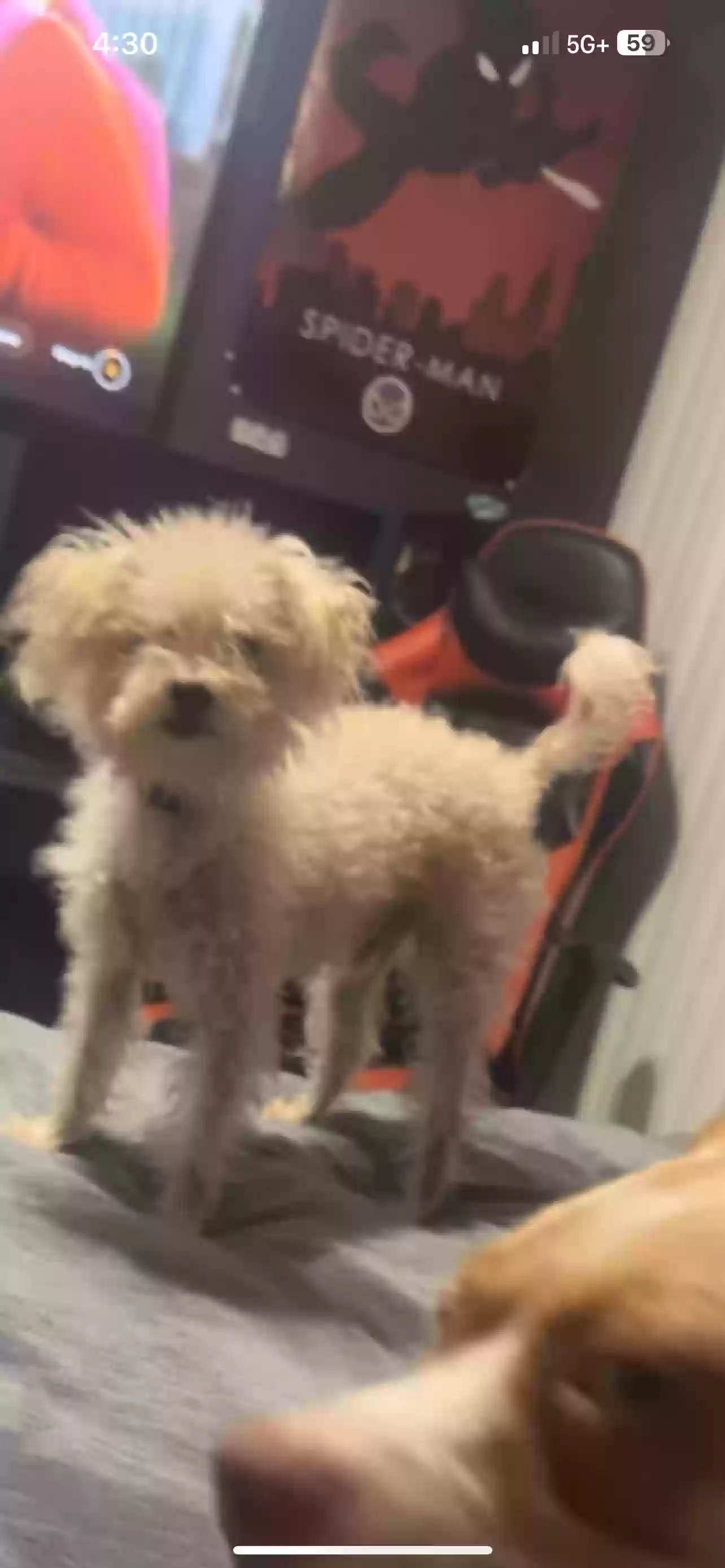 Lost dog in Lewisville, TX, 75067
