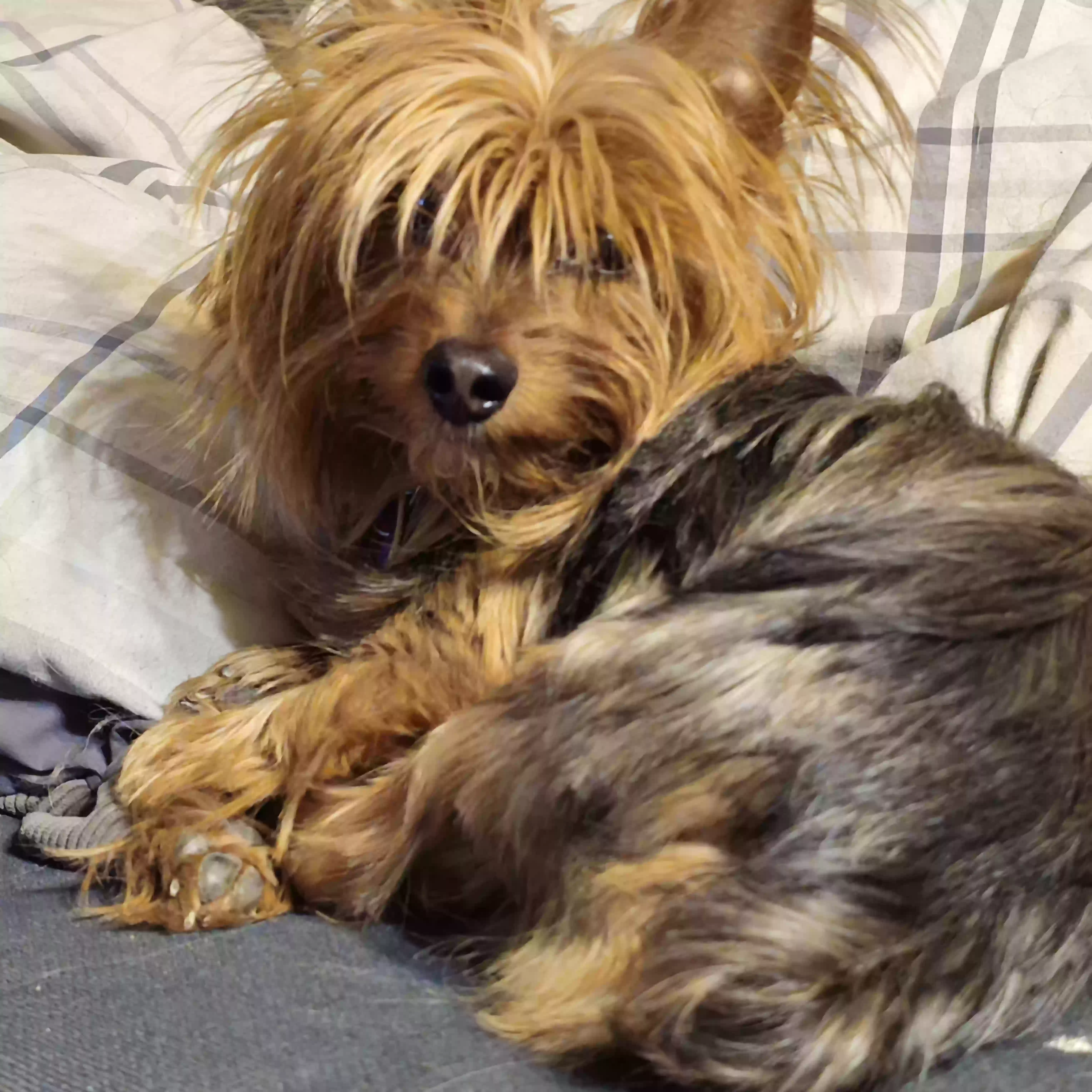 Lost dog in Aurora, CO, 80017