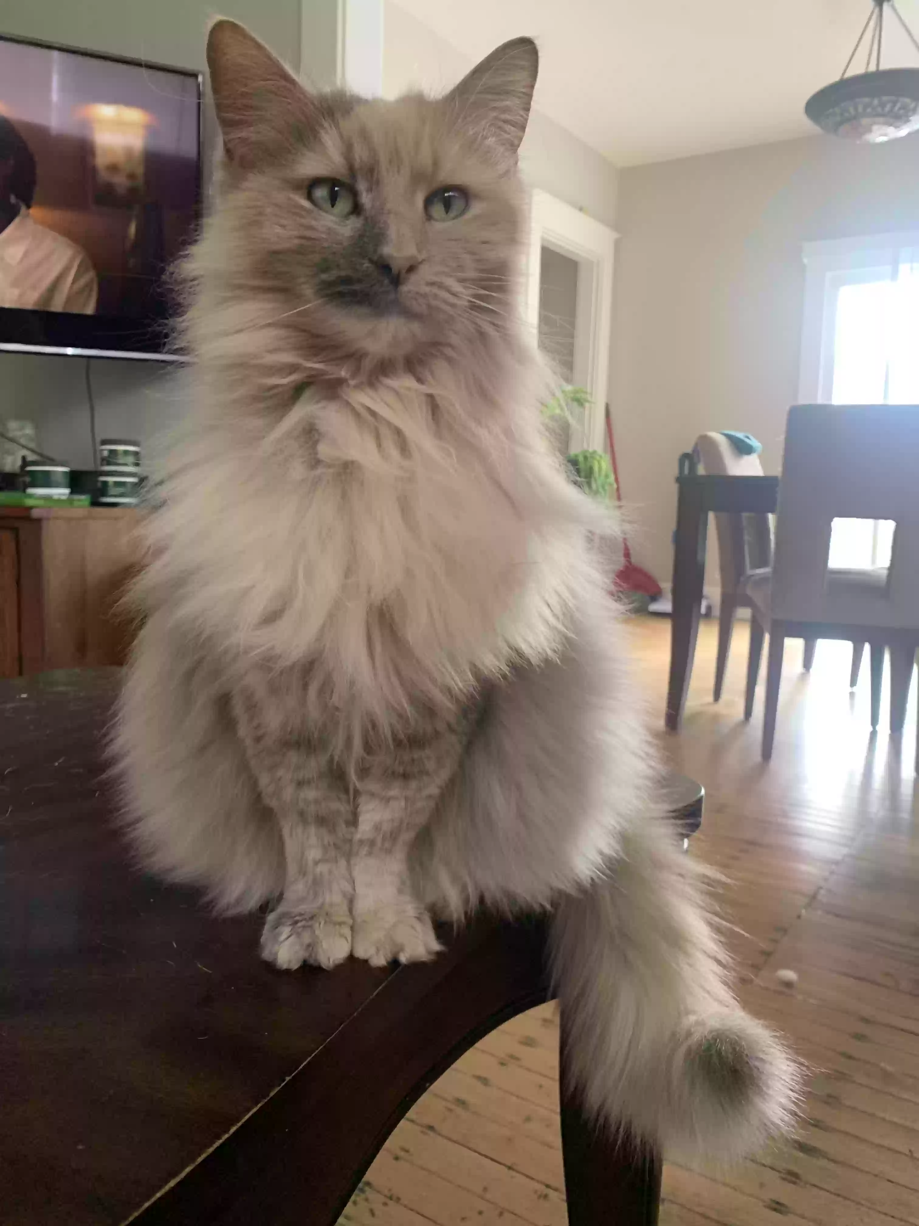 Lost cat in Indianapolis, IN, 46205