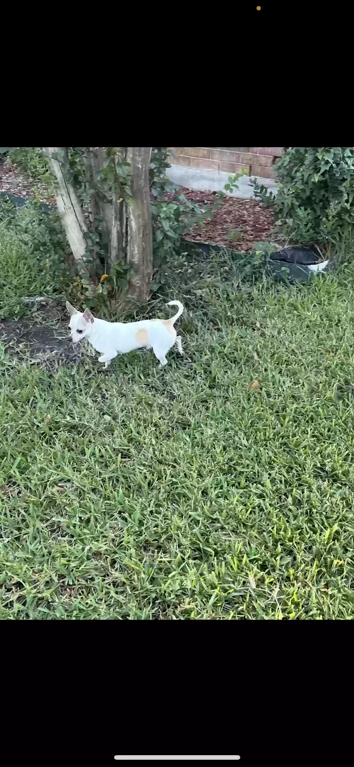 Lost dog in Plano, TX, 75023