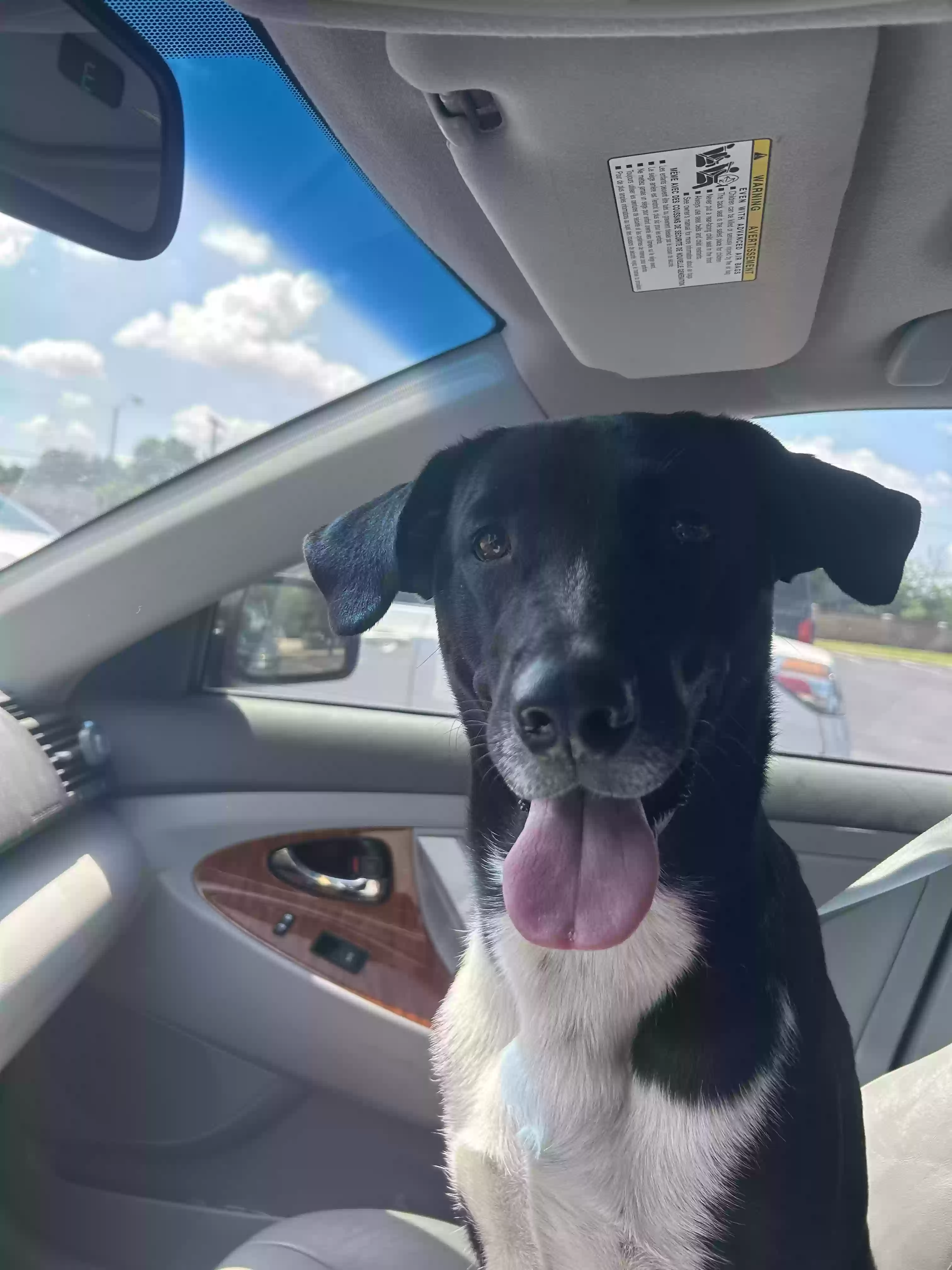 Lost dog in Garland, TX, 75042