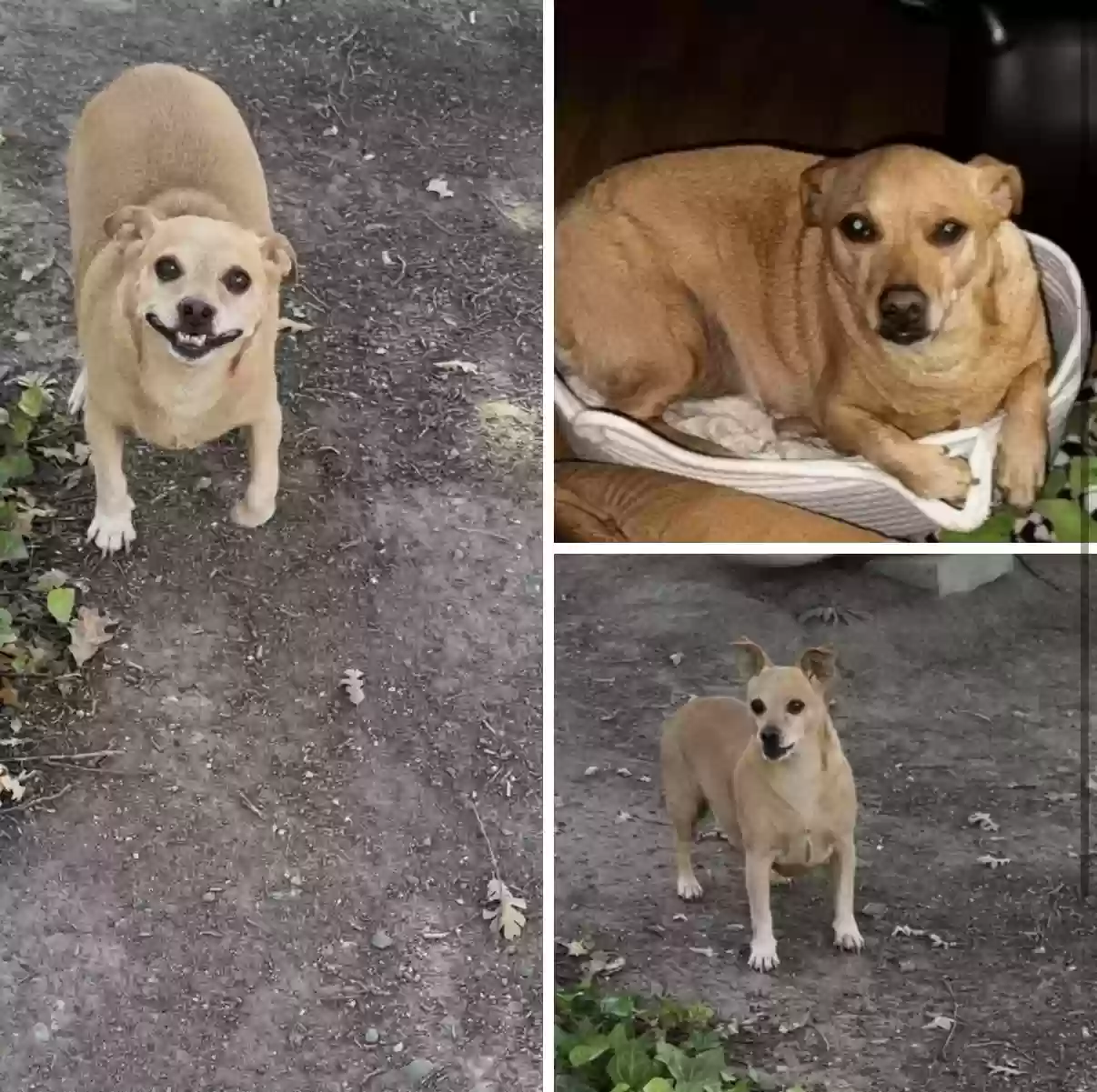 Lost dog in Clarksburg, CA, 95612