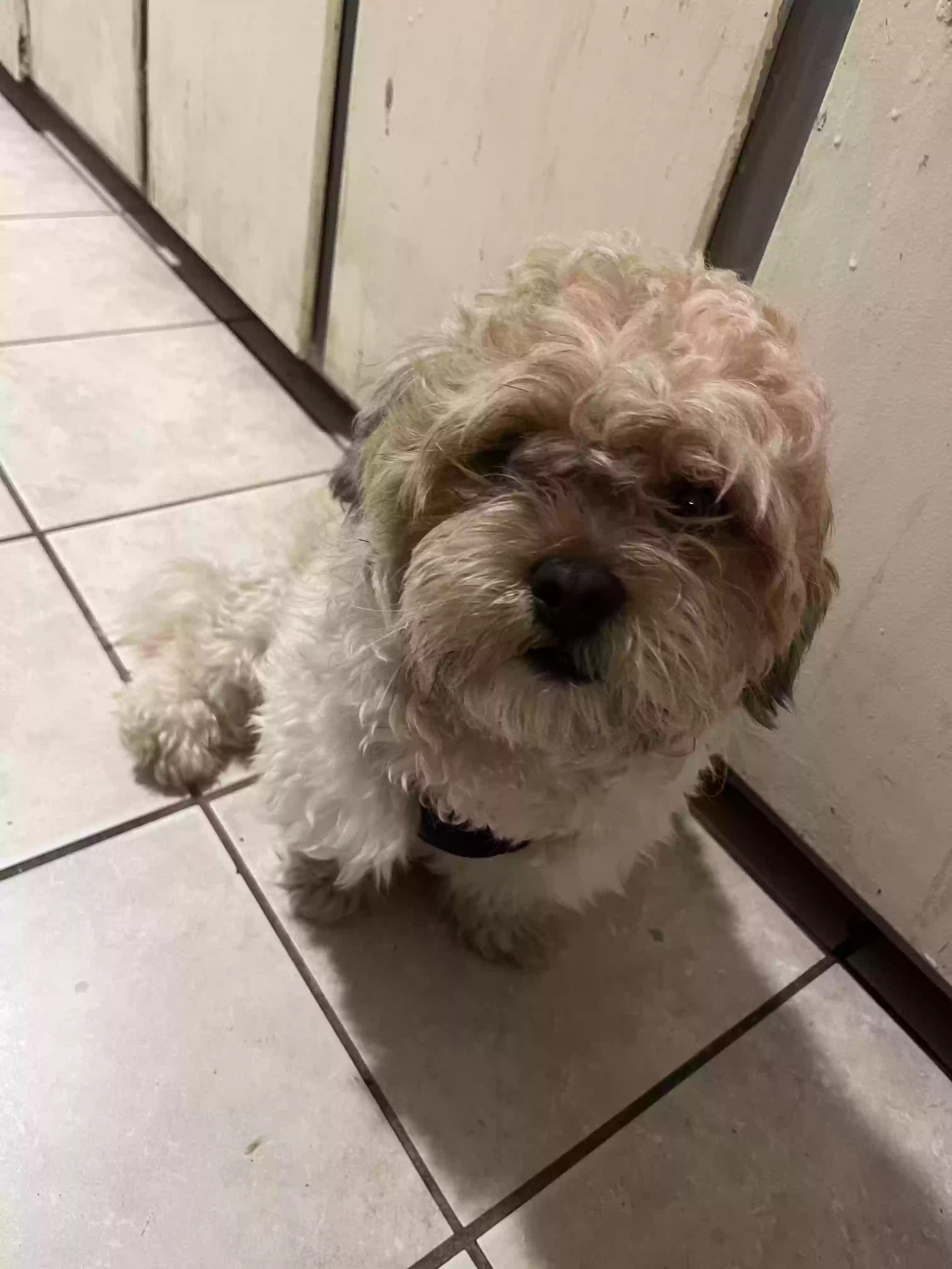 Lost dog in Columbia, SC, 29203