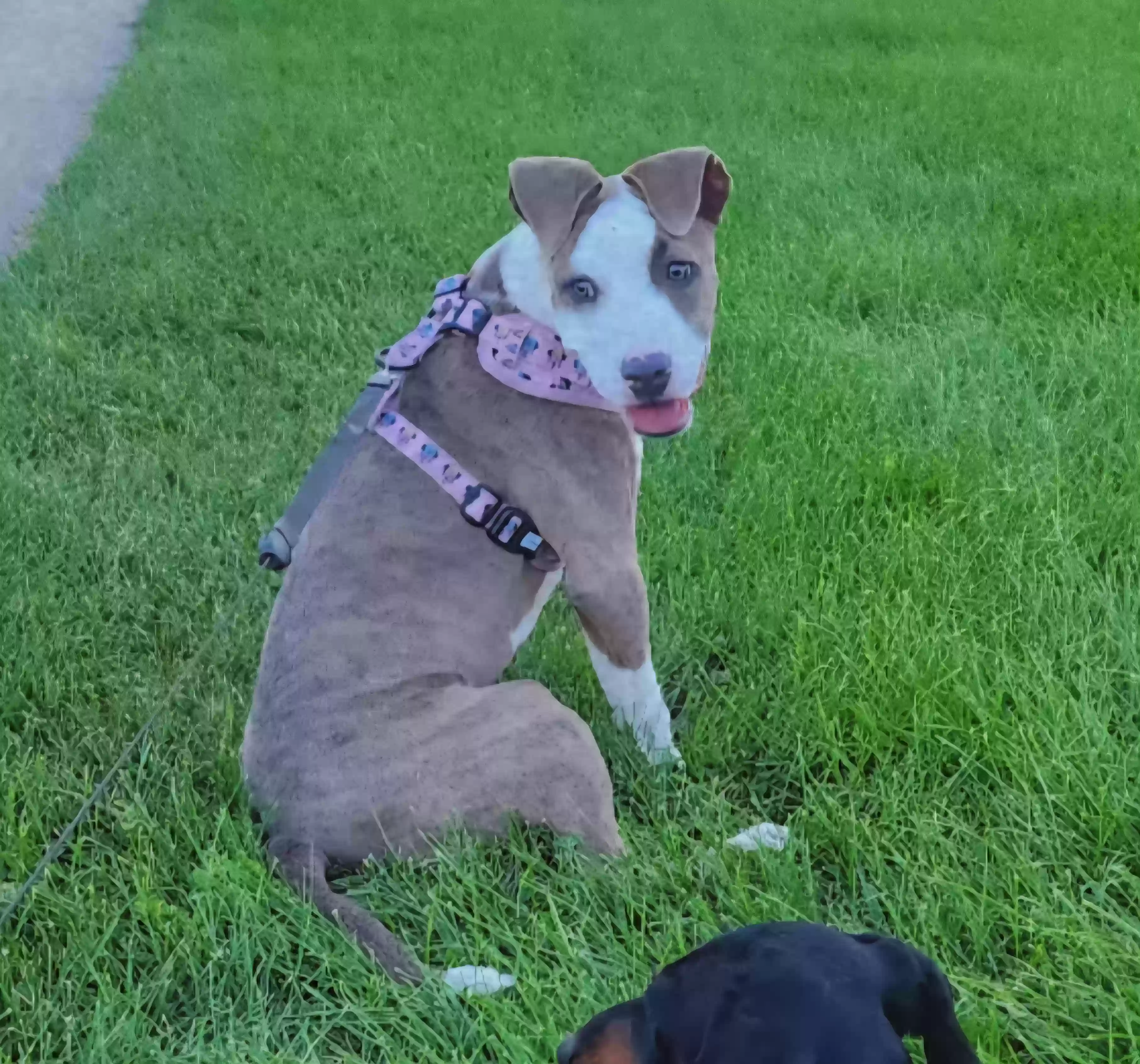 Lost dog in Broomfield, CO, 80020