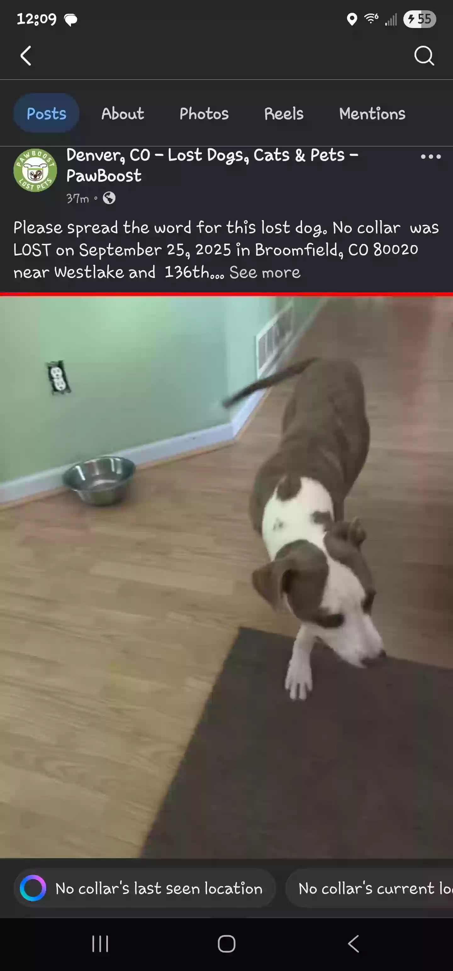 Lost dog in Broomfield, CO, 80020