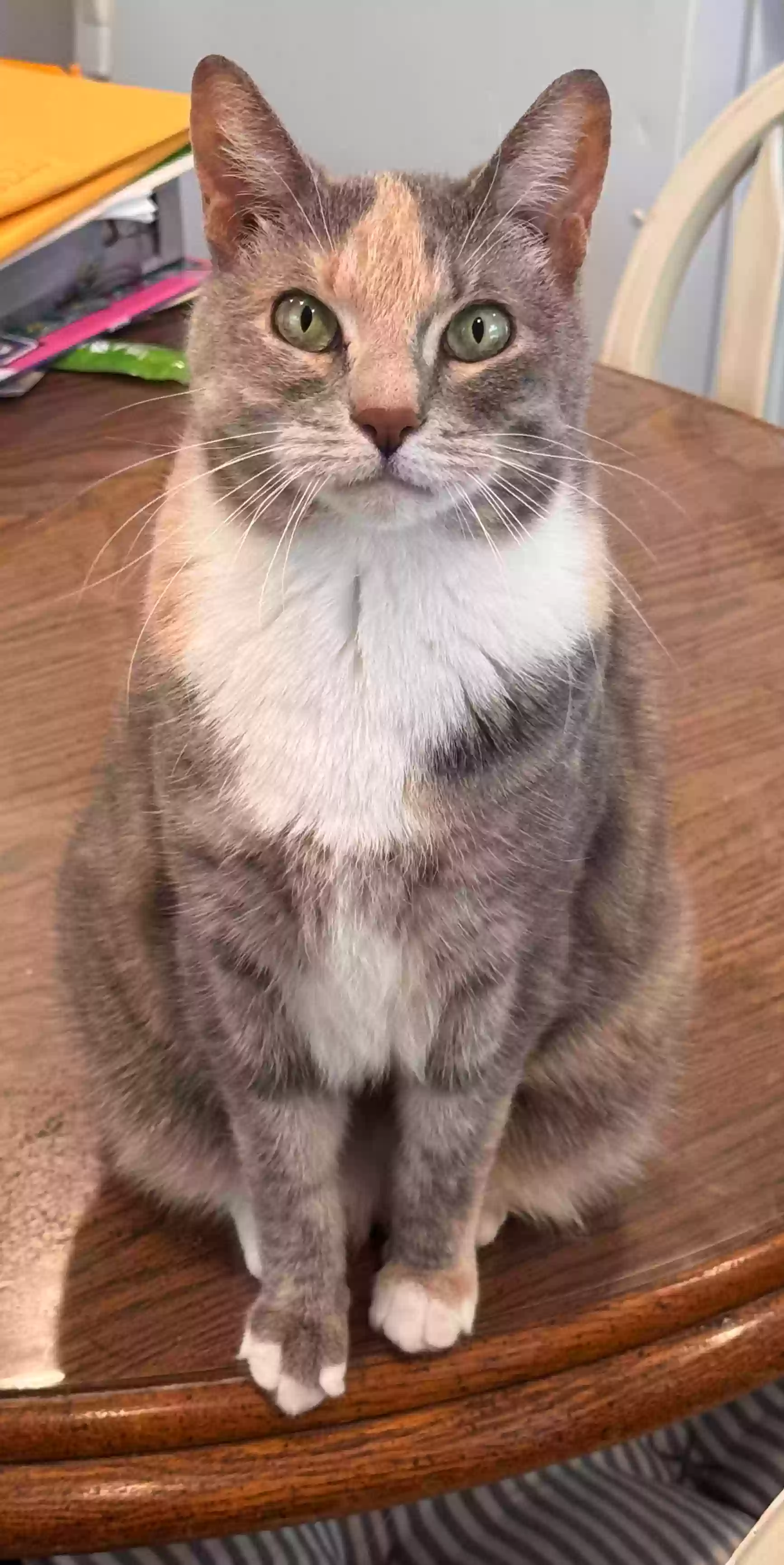 Lost cat in Minneapolis, MN, 55421
