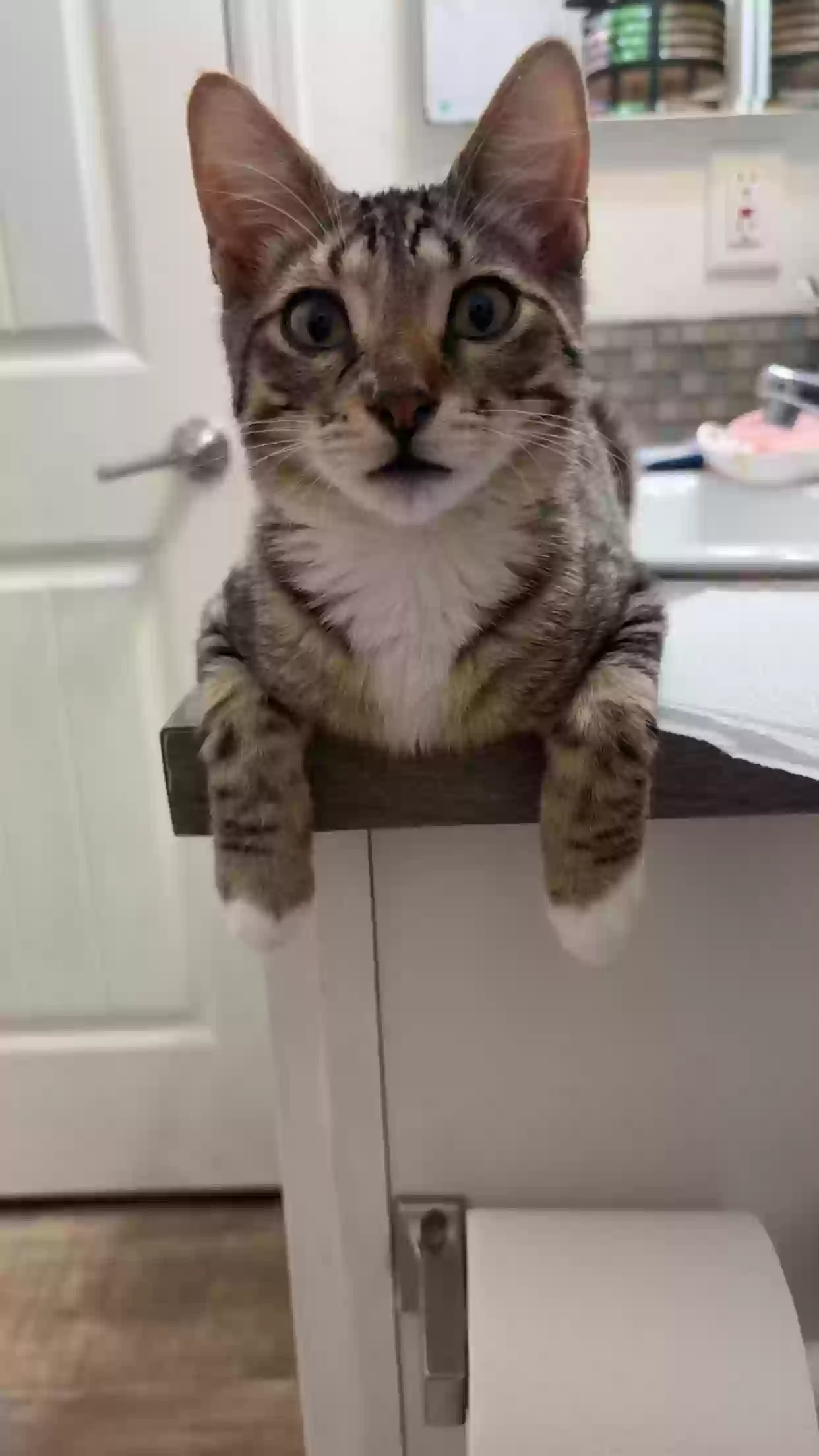 Lost cat in Salem, OR, 97305