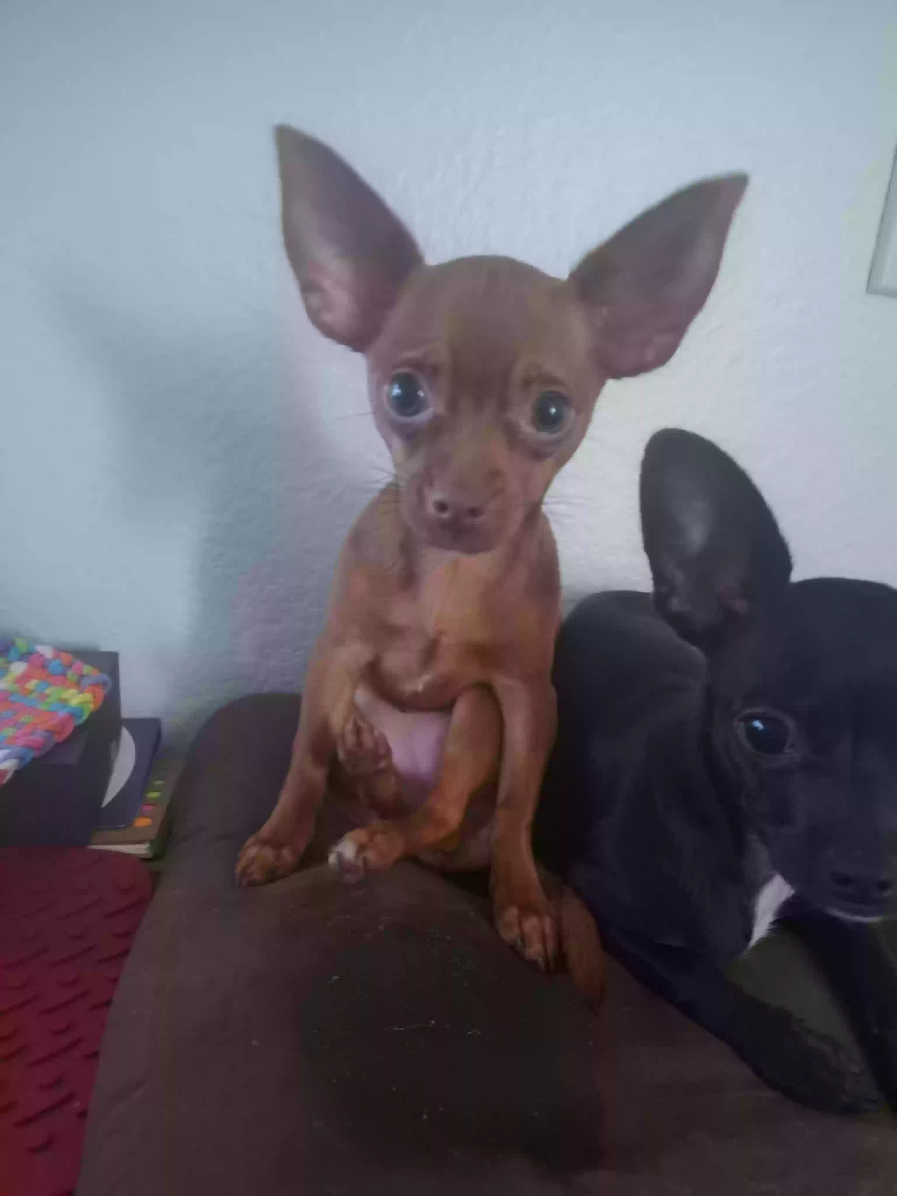 Lost dog in Hutto, TX, 78634