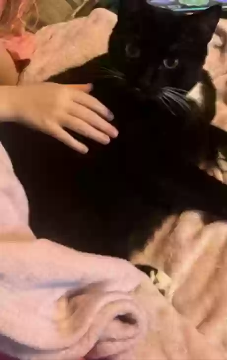 Lost cat in Nampa, ID, 83651