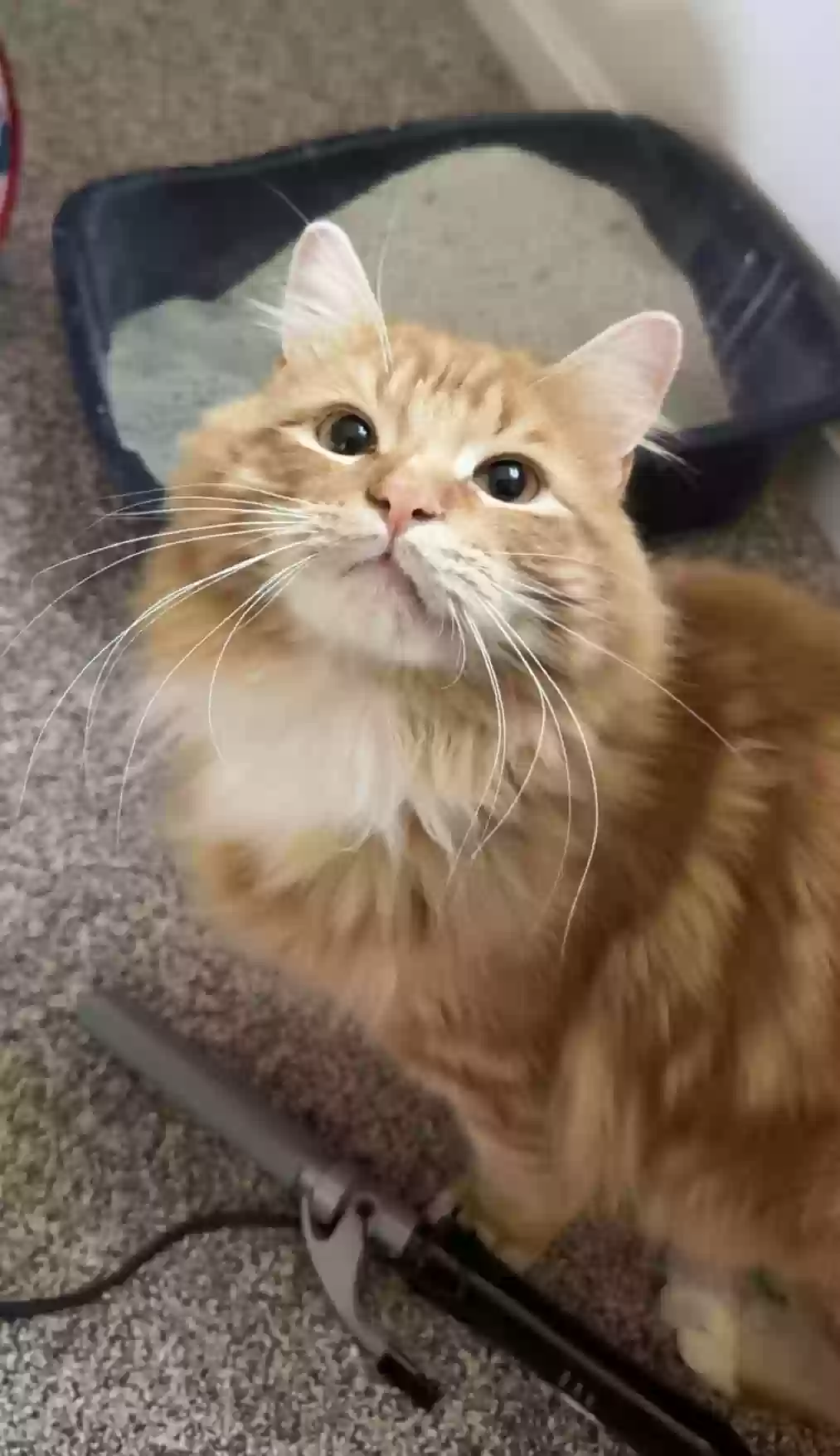 Lost cat in Lititz, PA, 17543