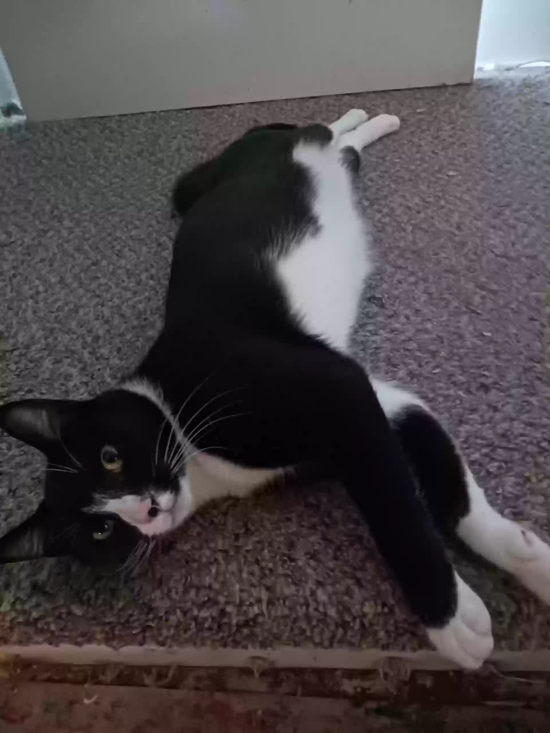 Lost cat in Spokane, WA, 99207