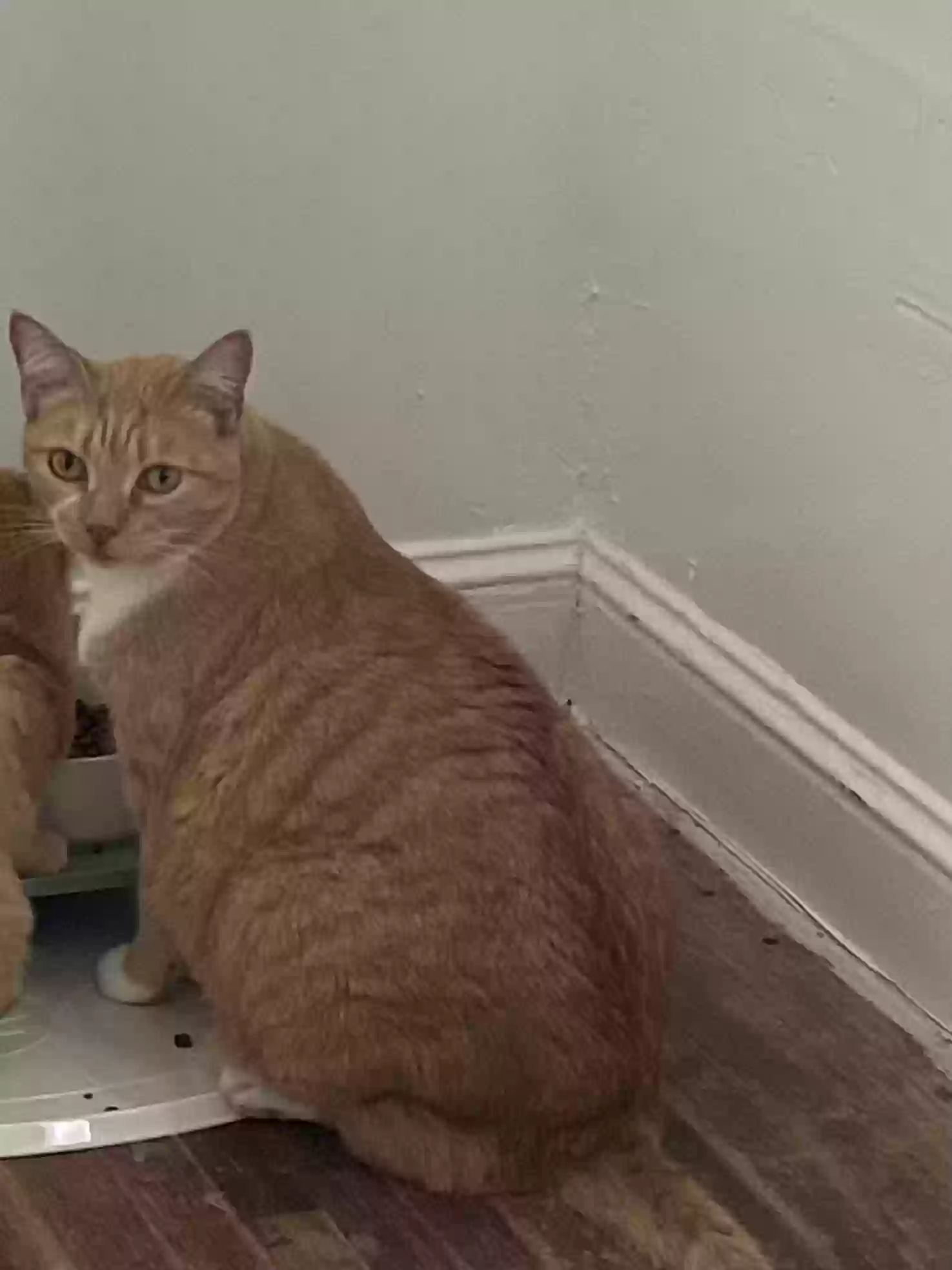 Lost cat in San Francisco, CA, 94110
