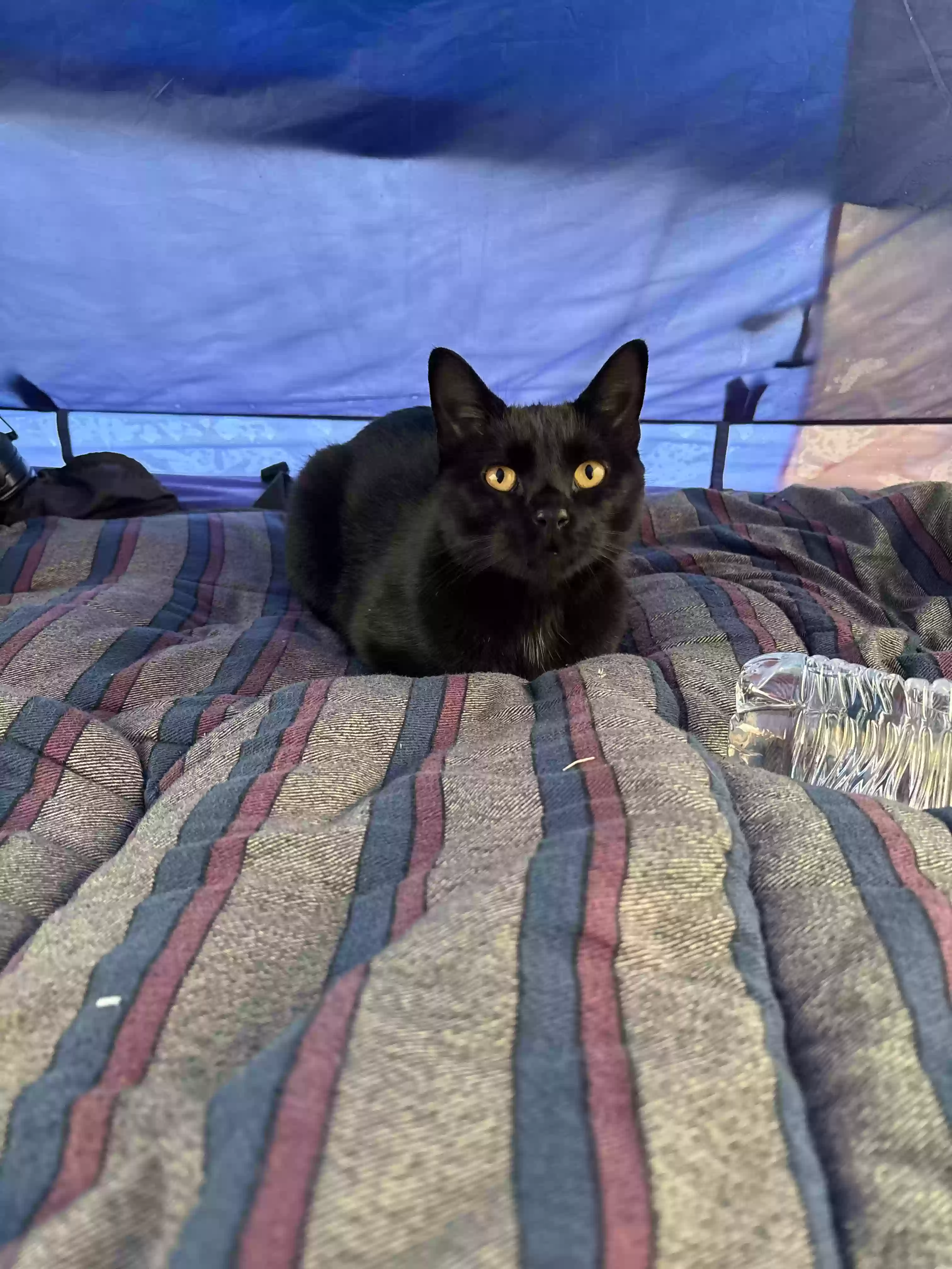 Lost cat in Slatedale, PA, 18079