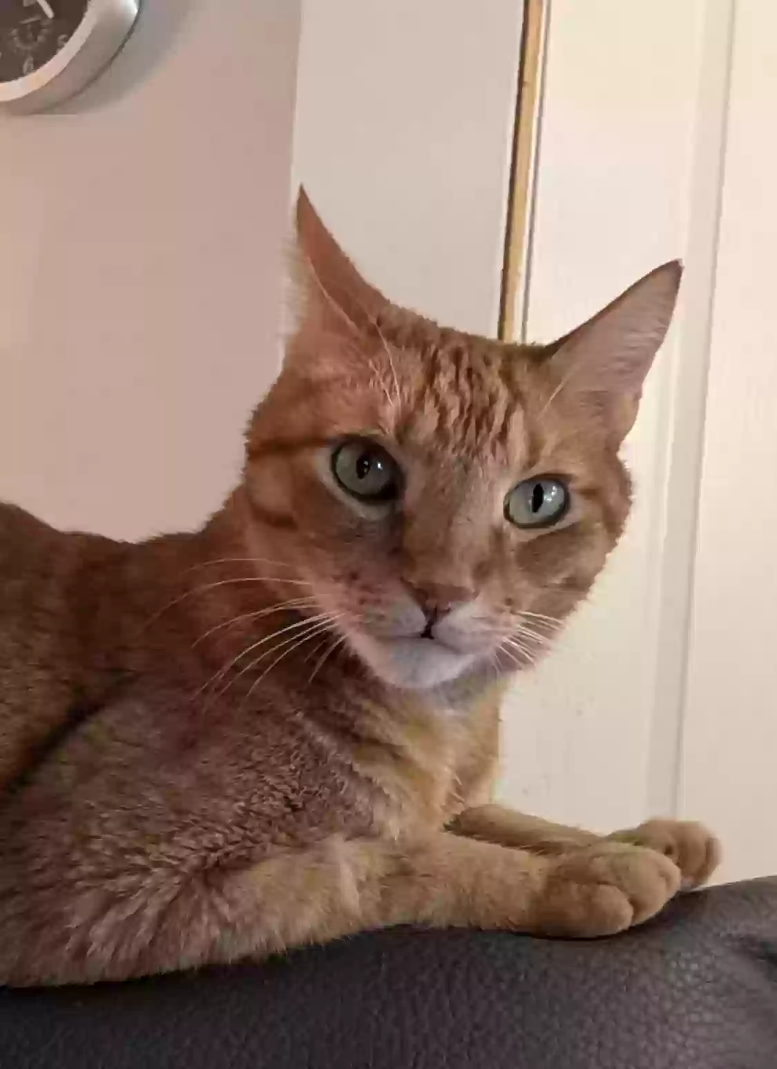 Lost cat in Palm Coast, FL, 32137