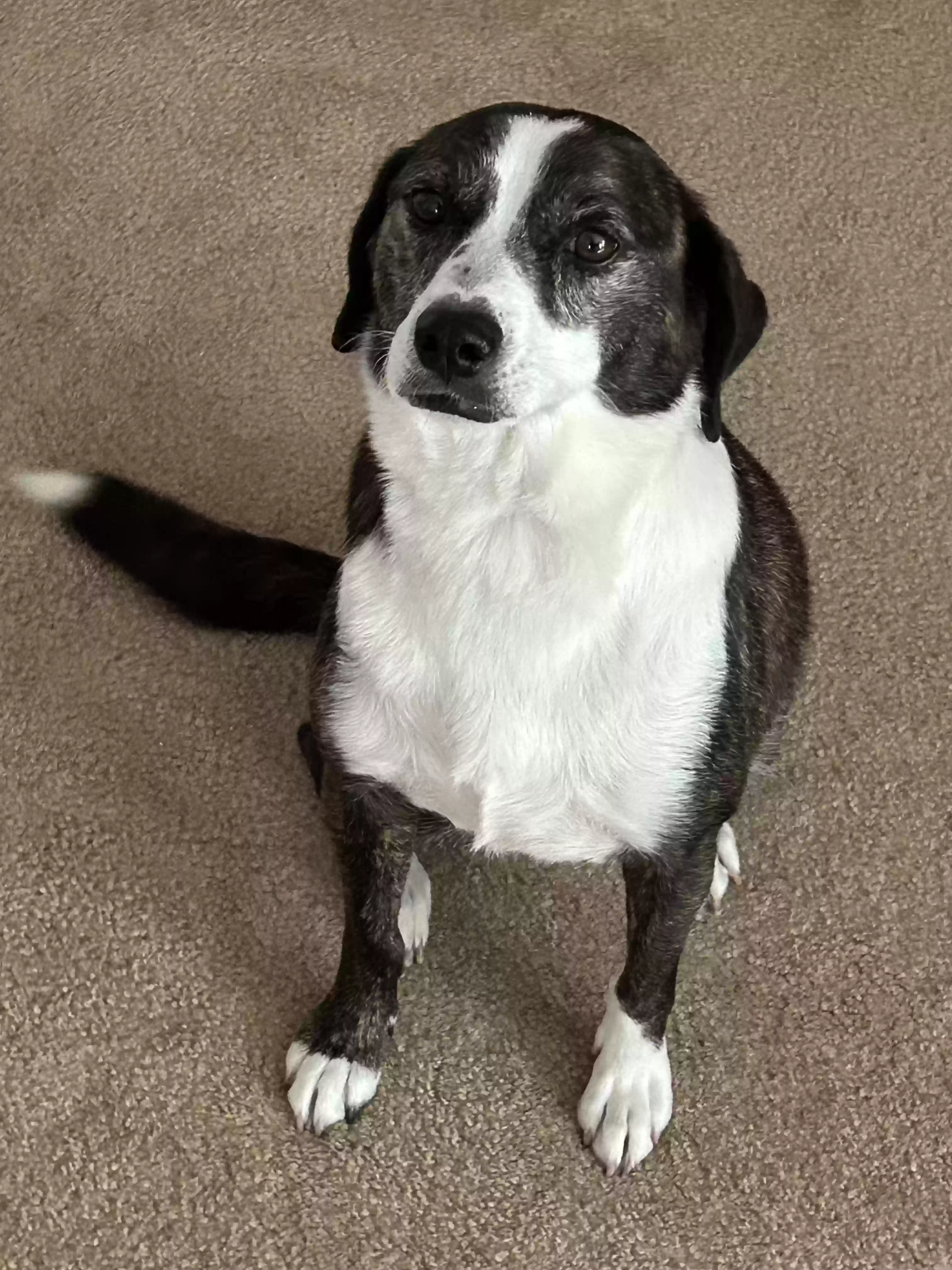 Lost dog in Lexington, SC, 29072