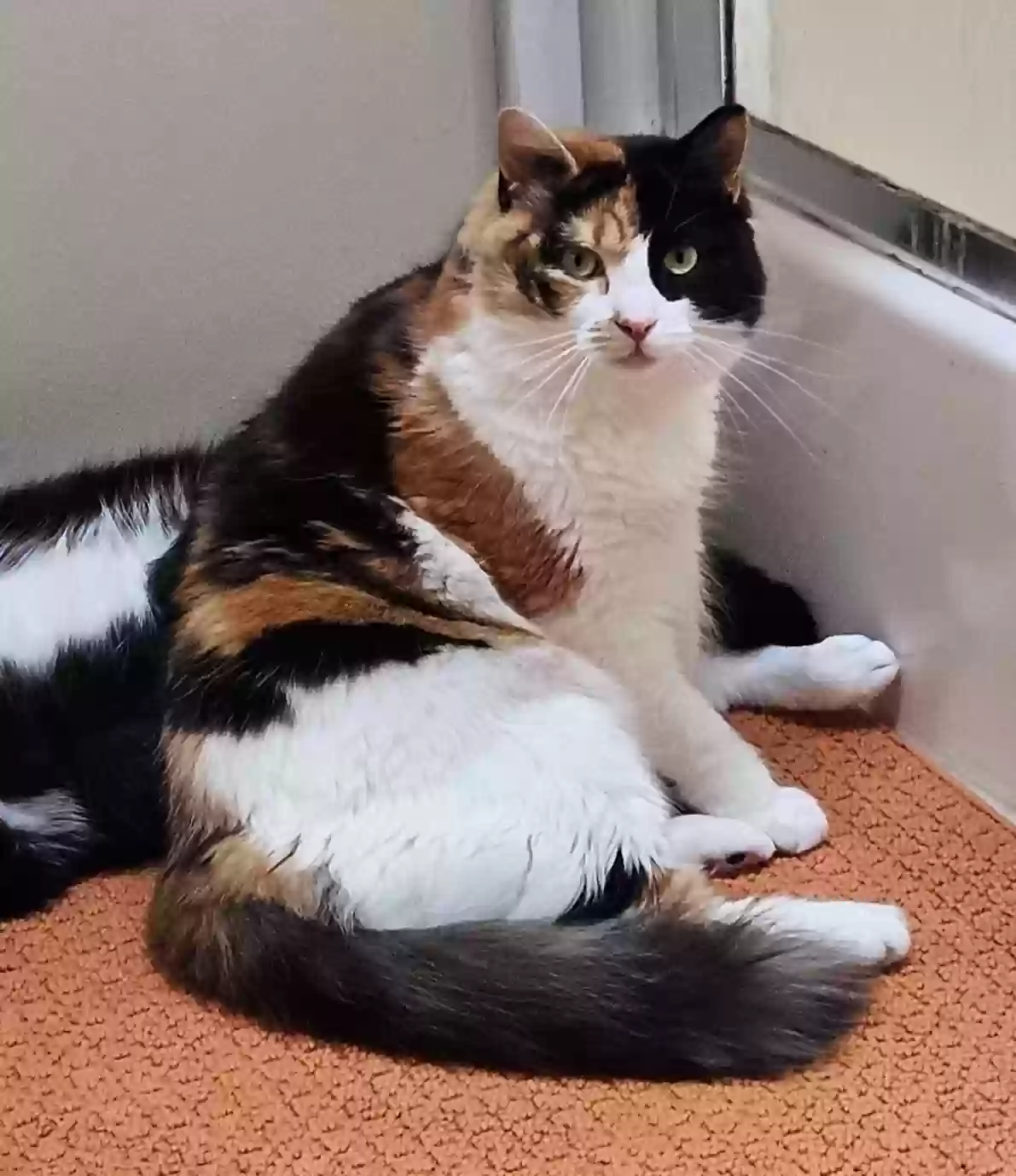 Lost cat in Rochester, NH, 3867