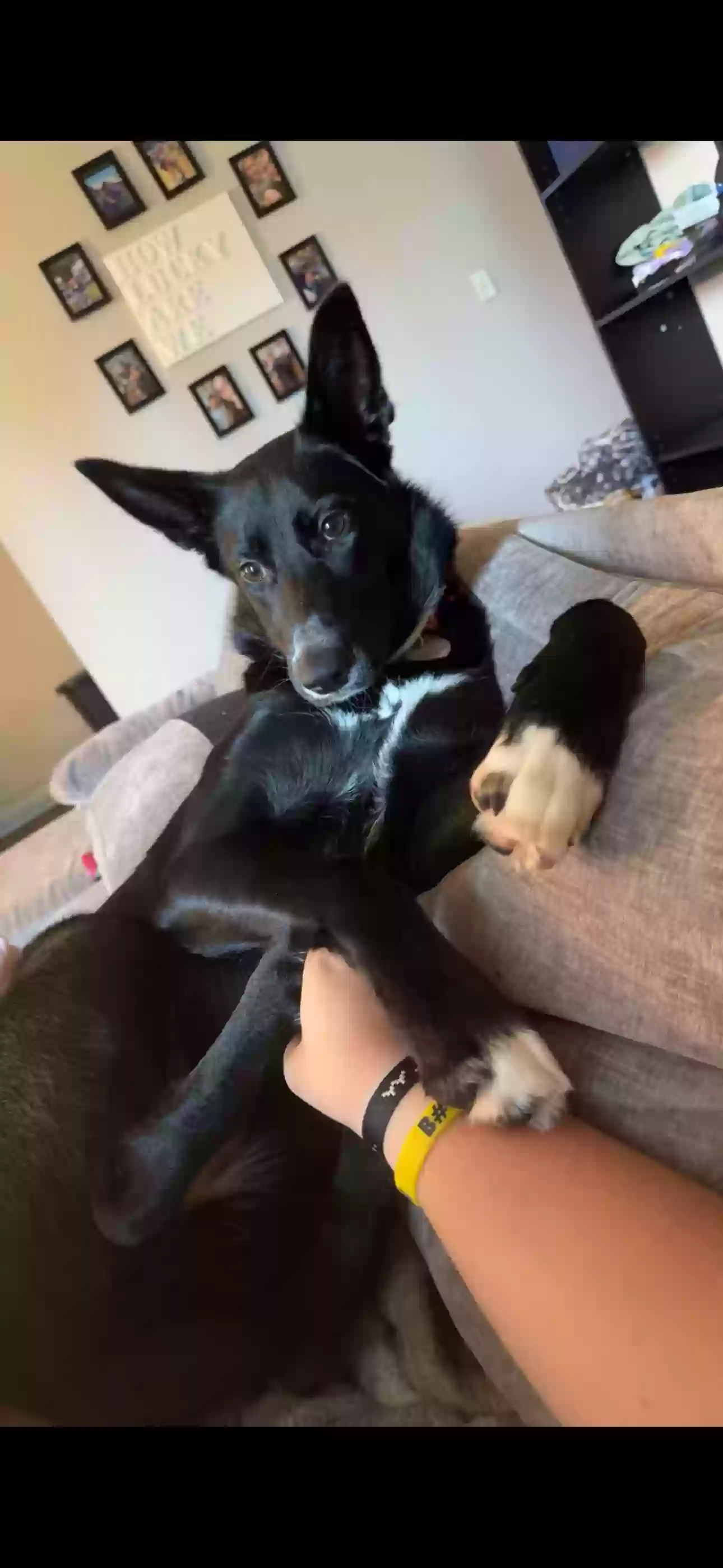 Lost dog in Muskegon, MI, 49442