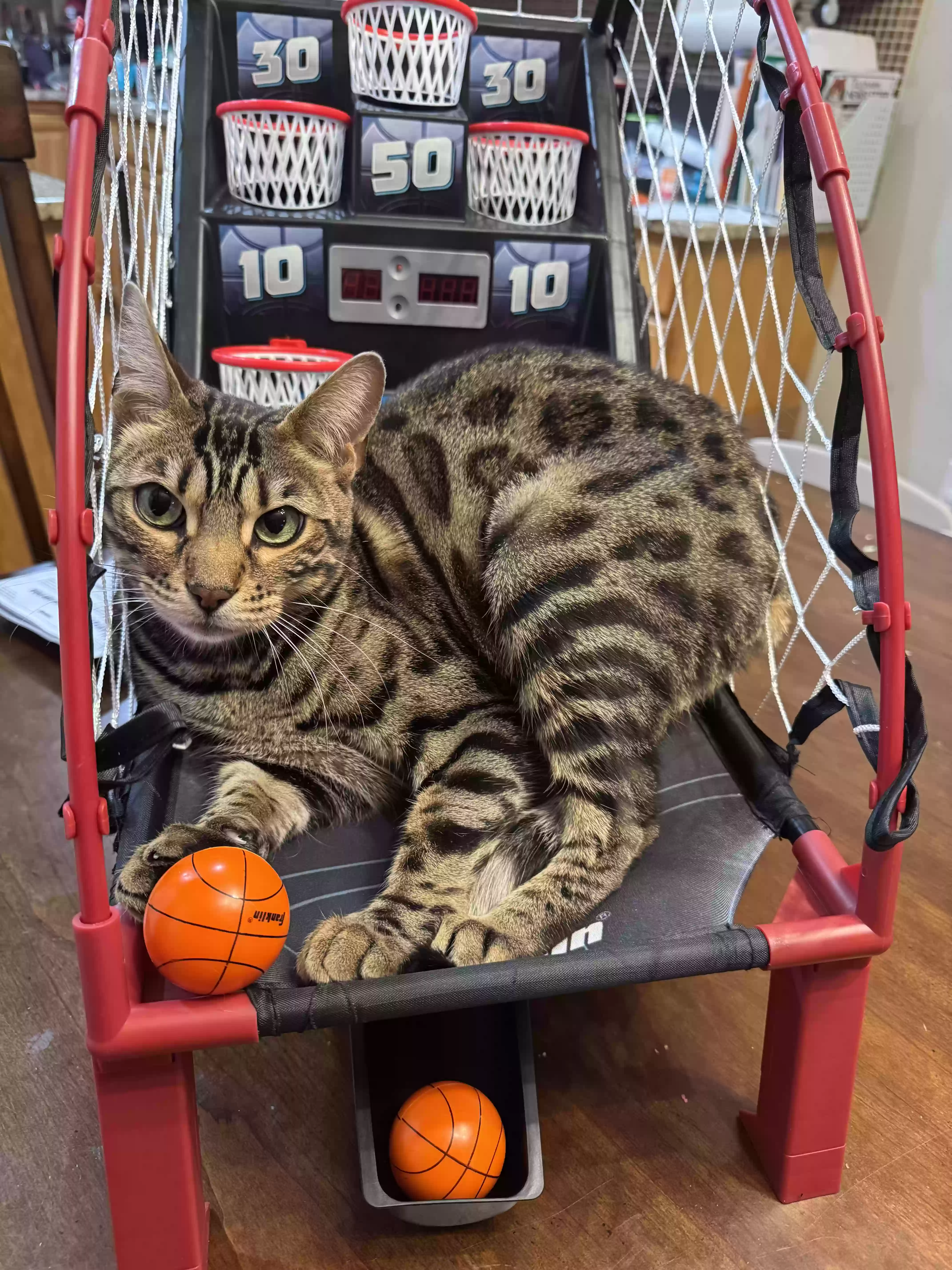 Lost cat in Canonsburg, PA, 15317