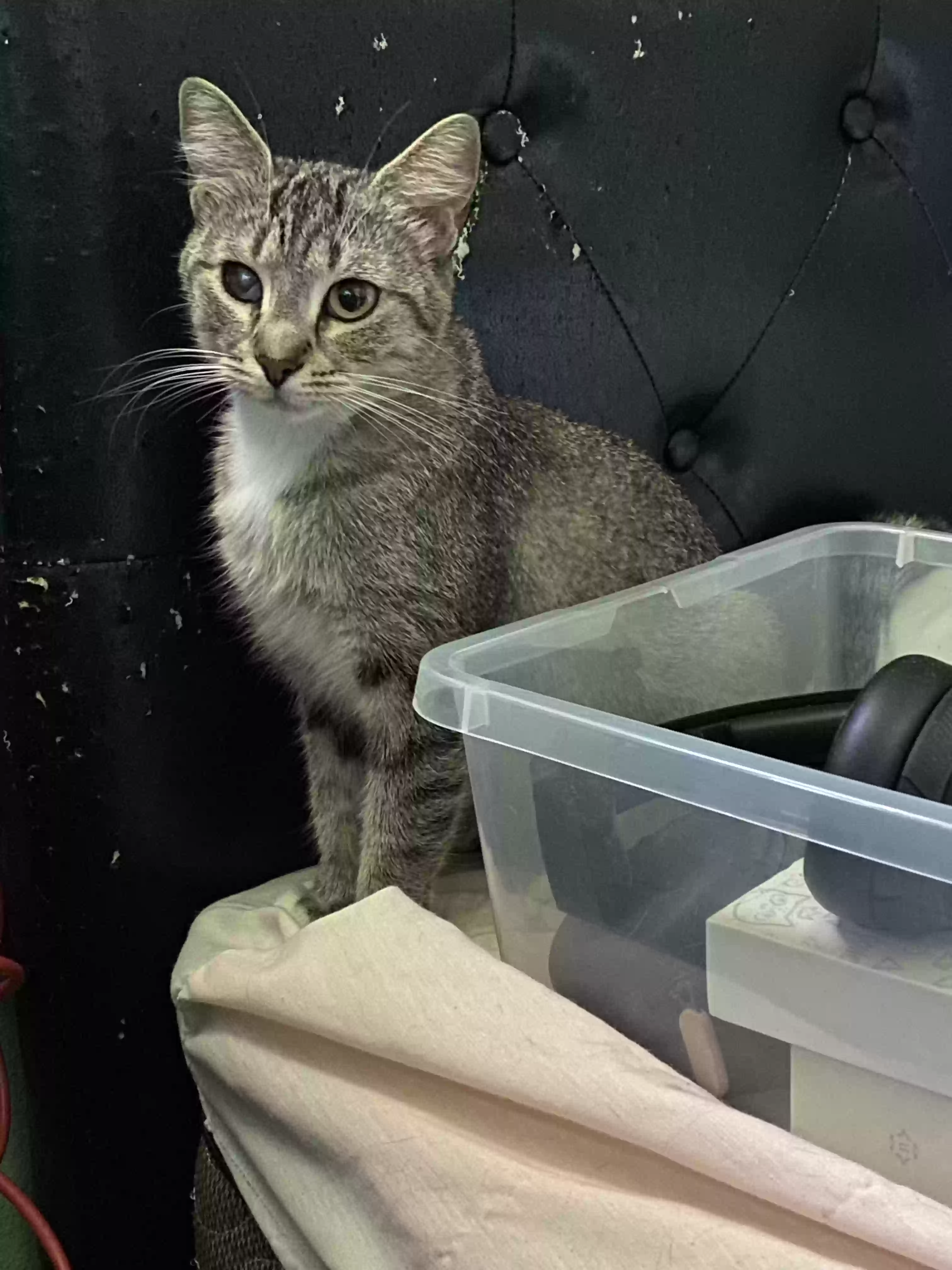 Lost cat in Baldwin Park, CA, 91706