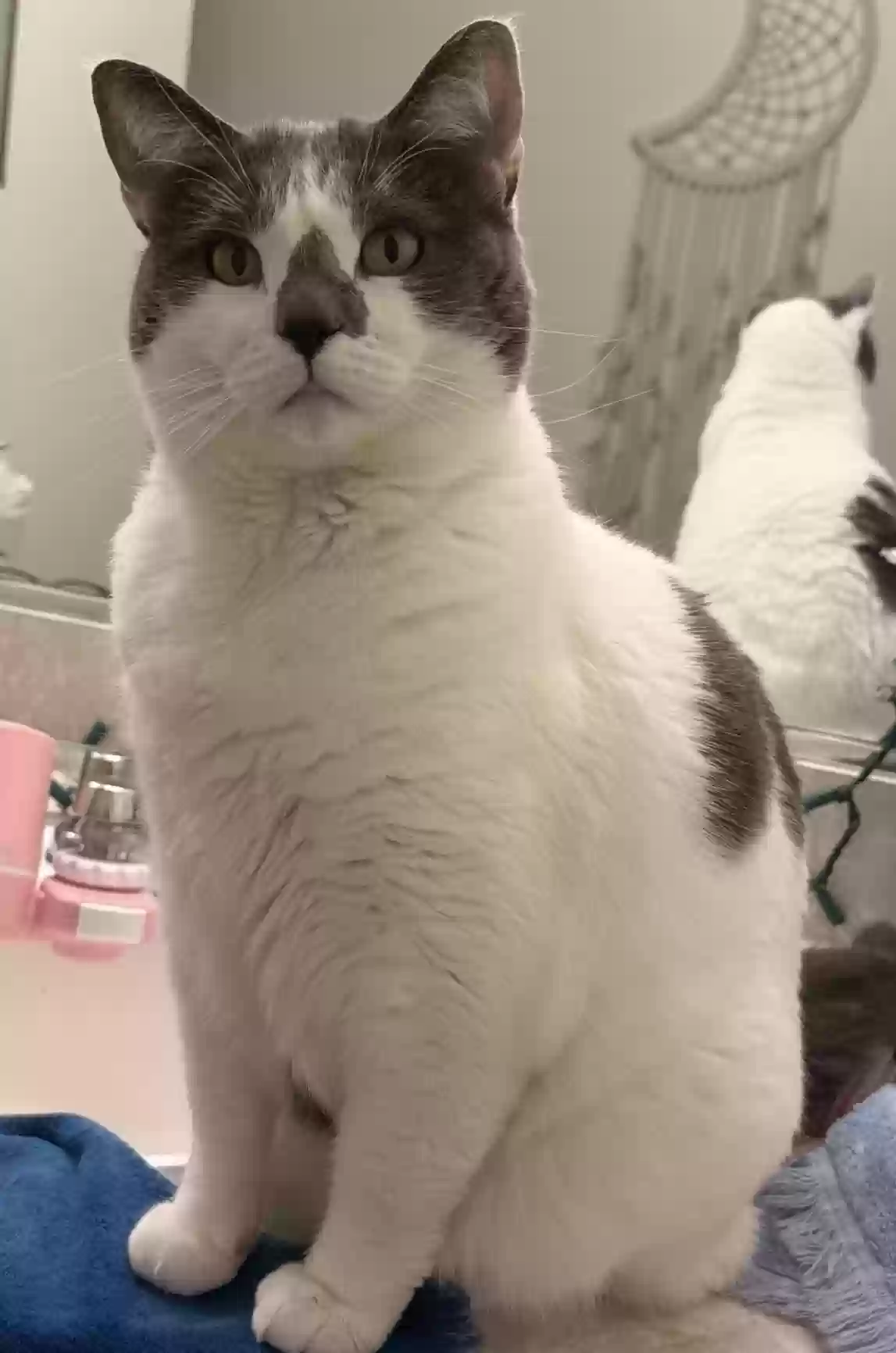 Lost cat in Glendora, CA, 91741