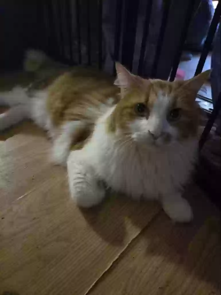 Lost cat in Demorest, GA, 30535