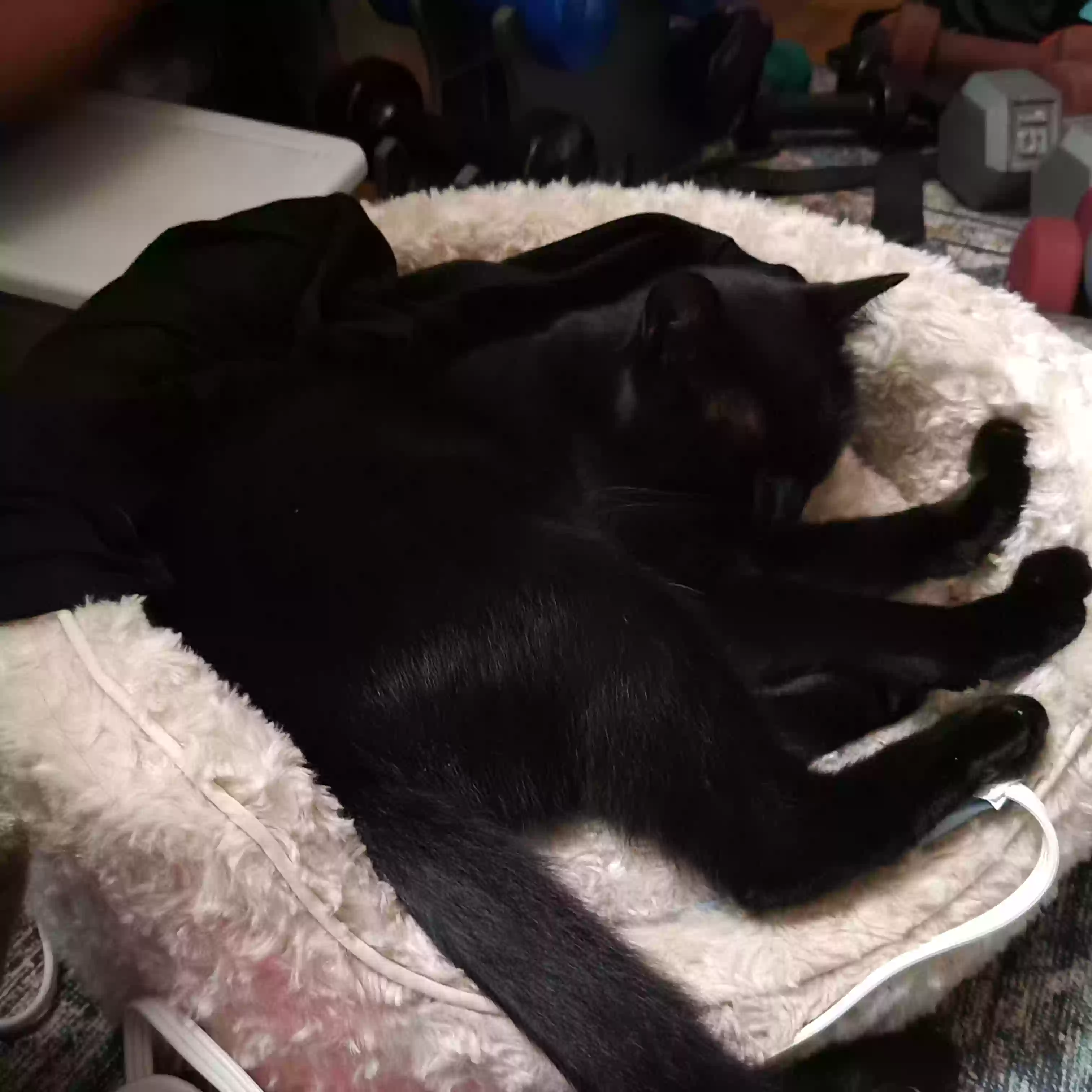 Lost cat in Woodbridge, CT, 6525