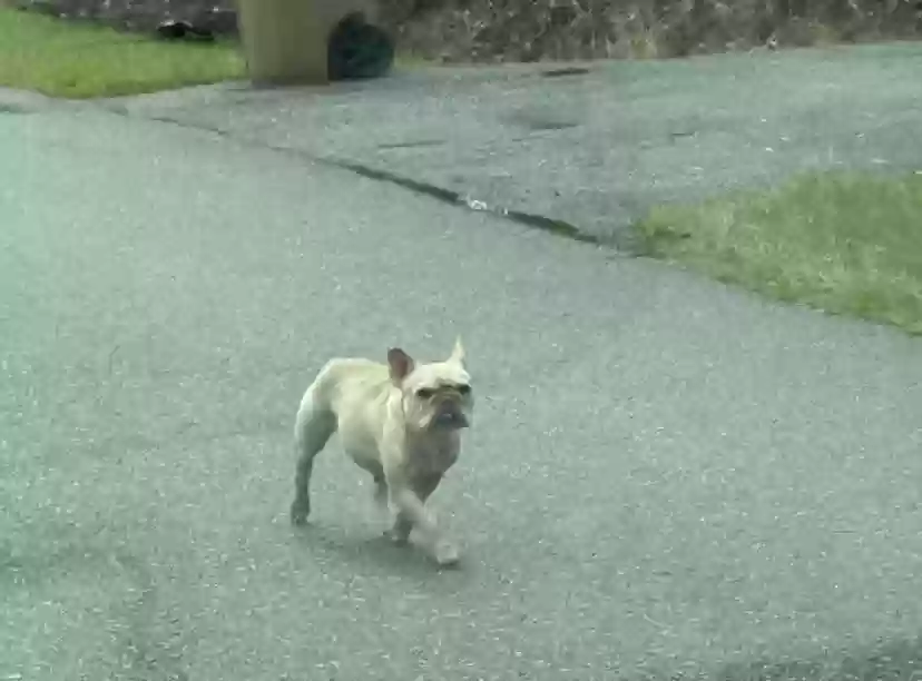 Lost dog in Saint Cloud, FL, 34772