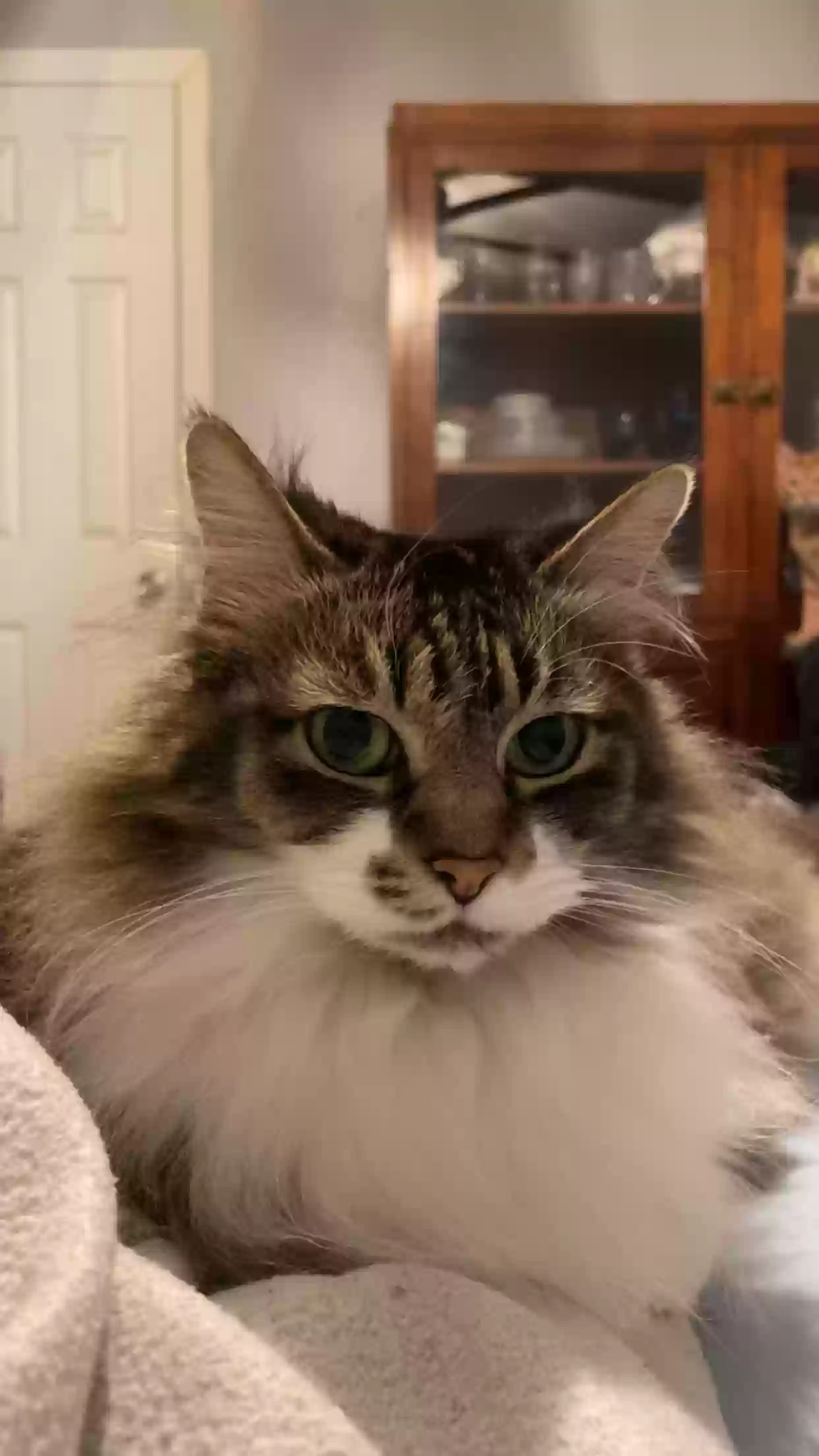 Lost cat in Jarrell, TX, 76537