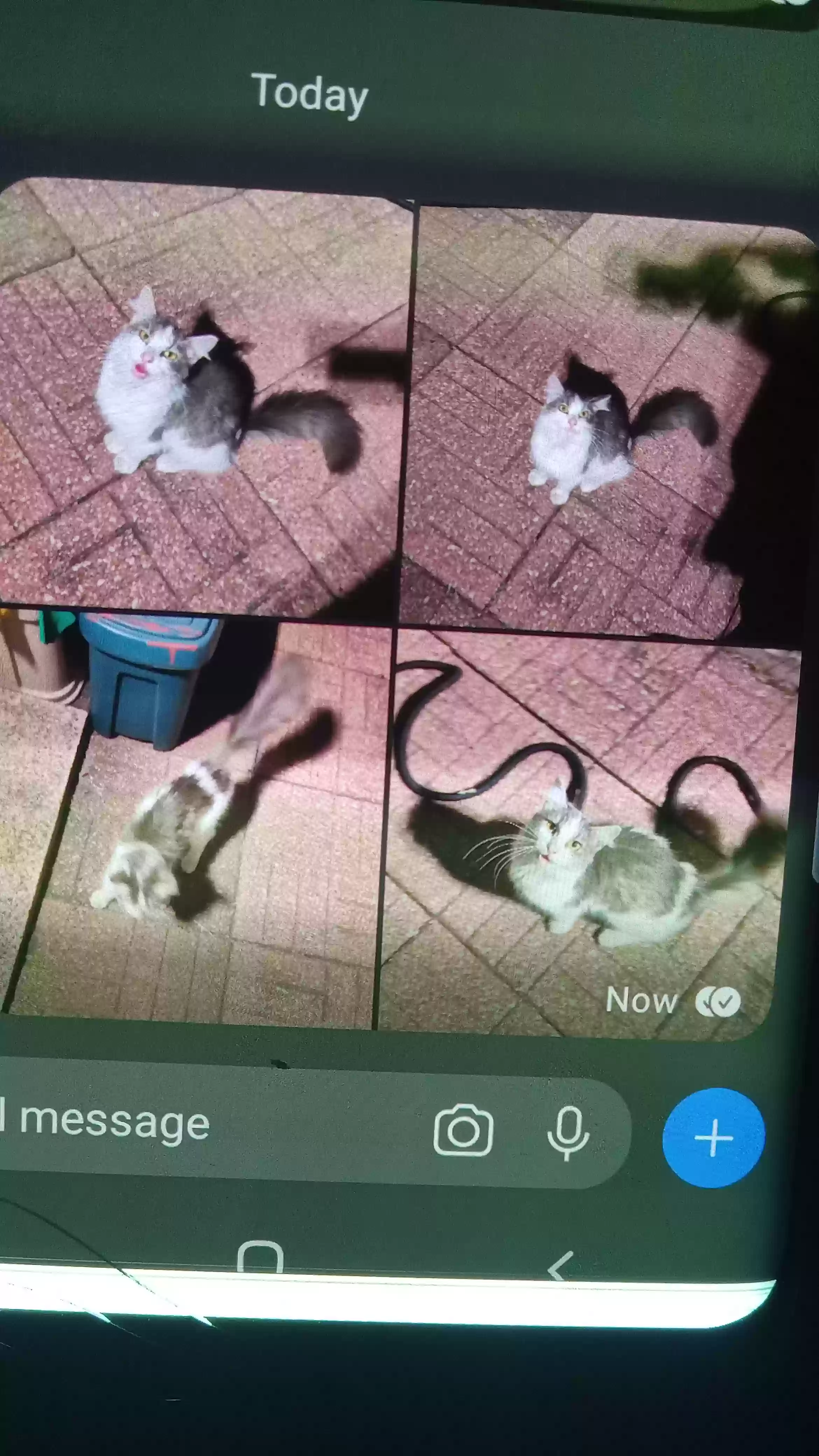 Lost cat in Worth, IL, 60482