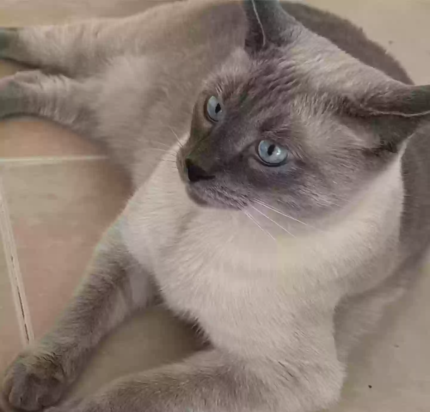 Lost cat in Tempe, AZ, 85284