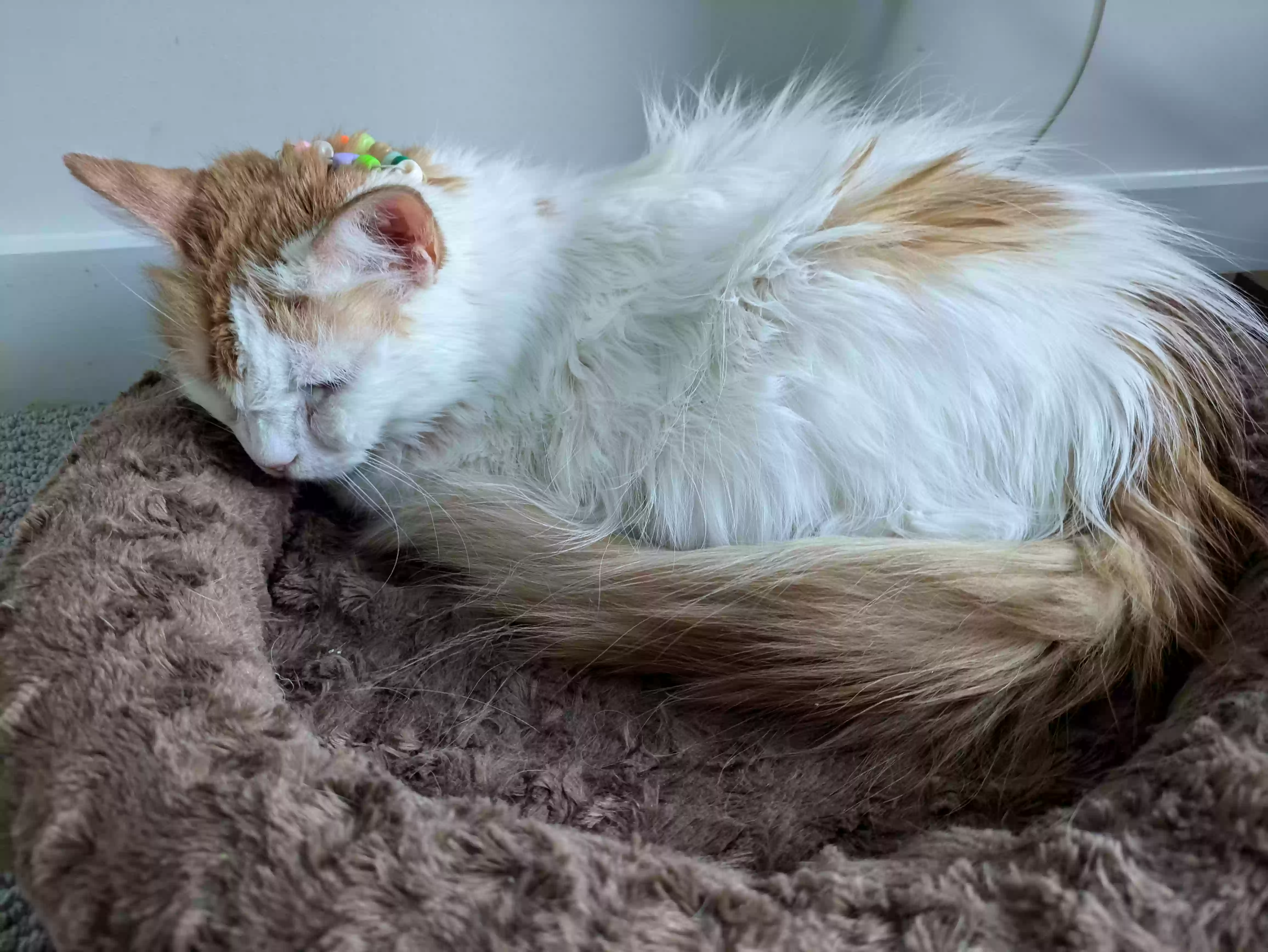 Lost cat in Silver Spring, MD, 20910
