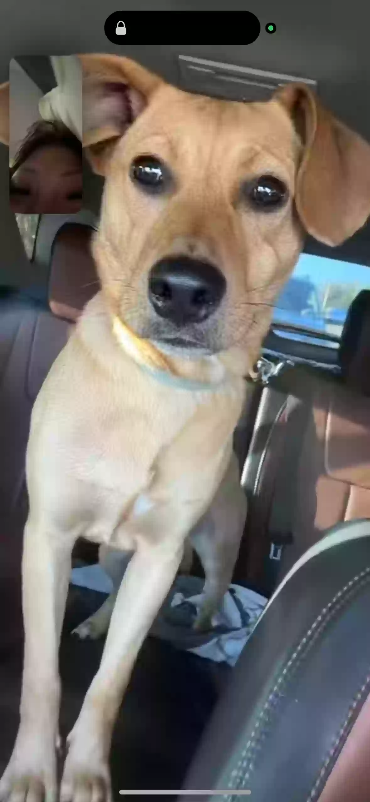 Lost dog in Palmetto, FL, 34221