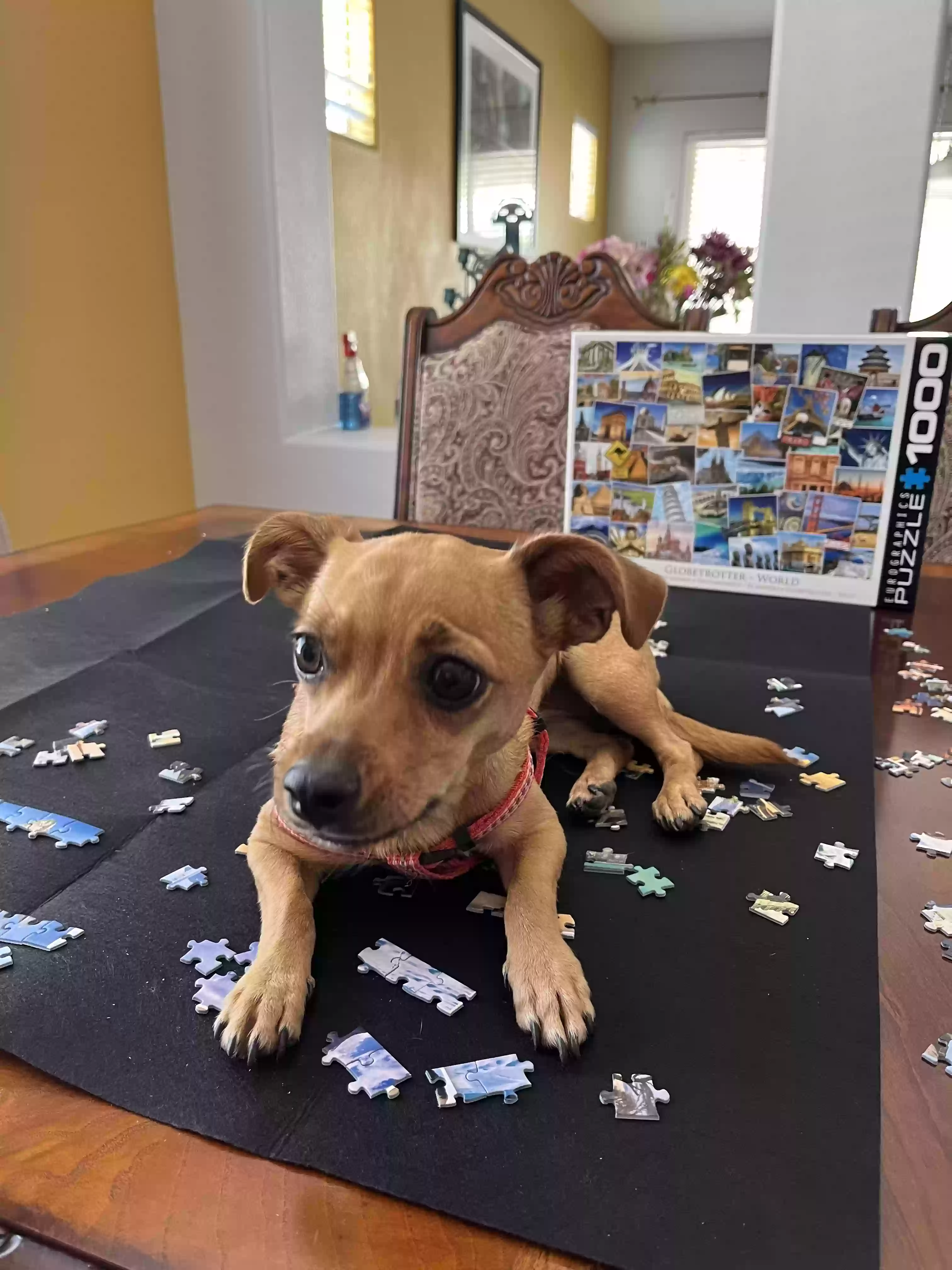 Lost dog in Las Vegas, NV, 89131