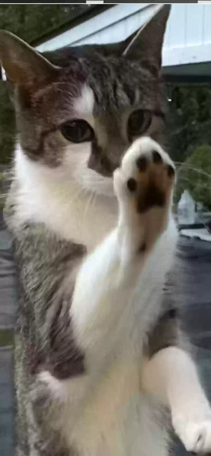 Lost cat in Ambler, PA, 19002