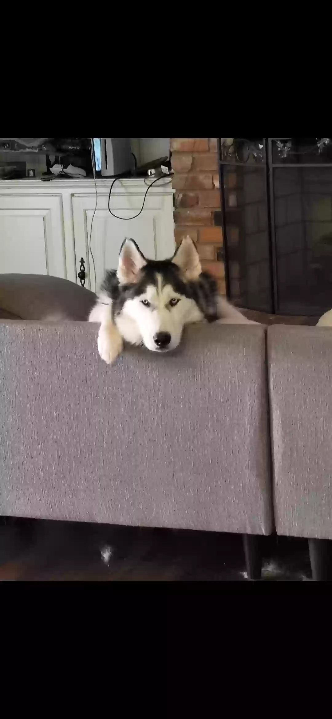 Lost dog in Fort Worth, TX, 76103