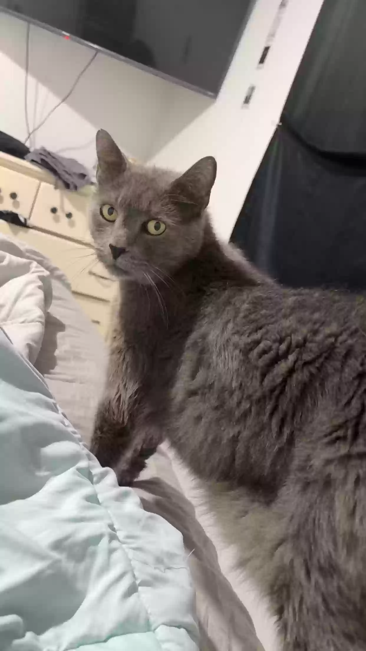 Lost cat in Hendersonville, NC, 28792