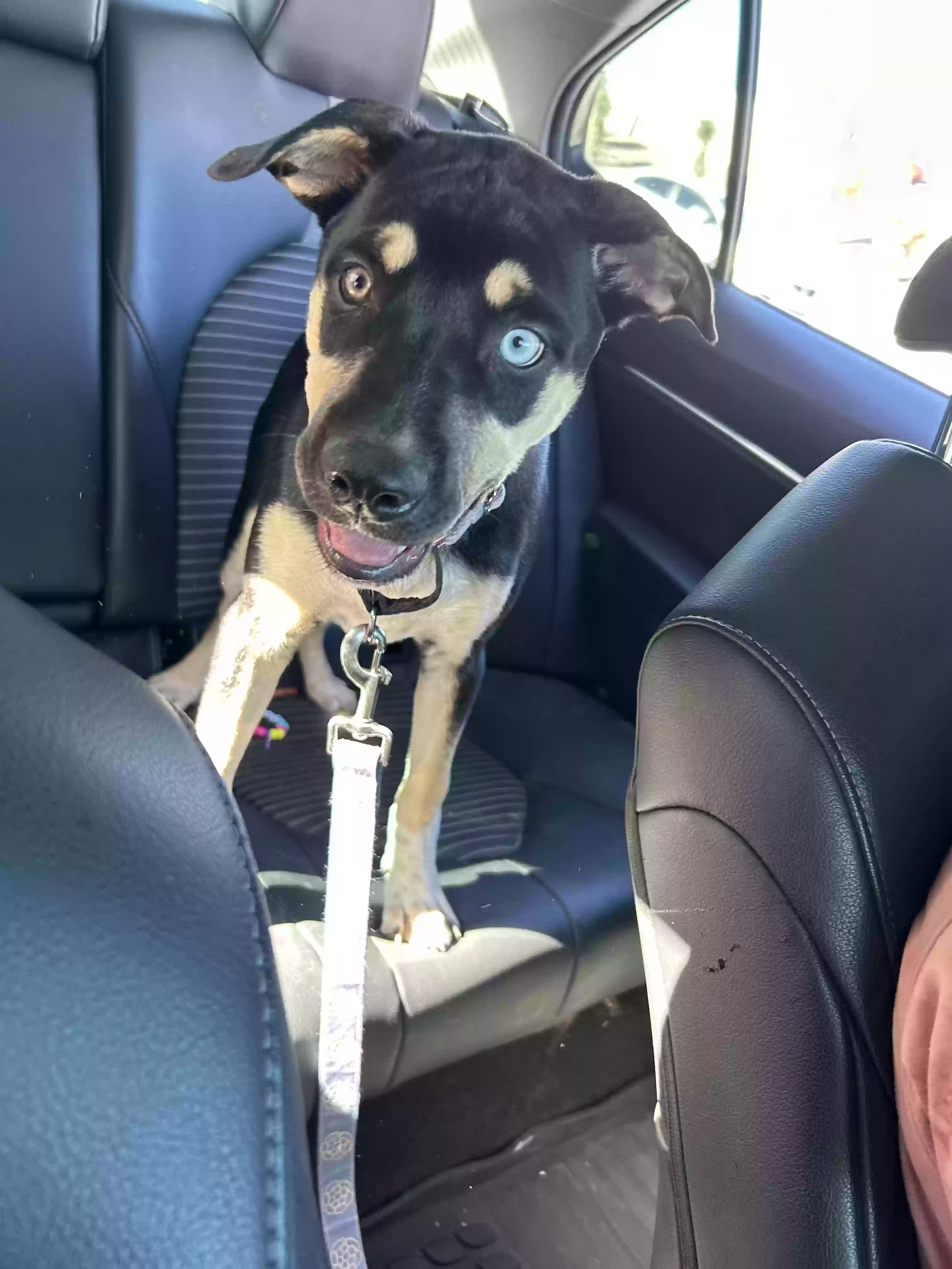 Lost dog in Tucson, AZ, 85745