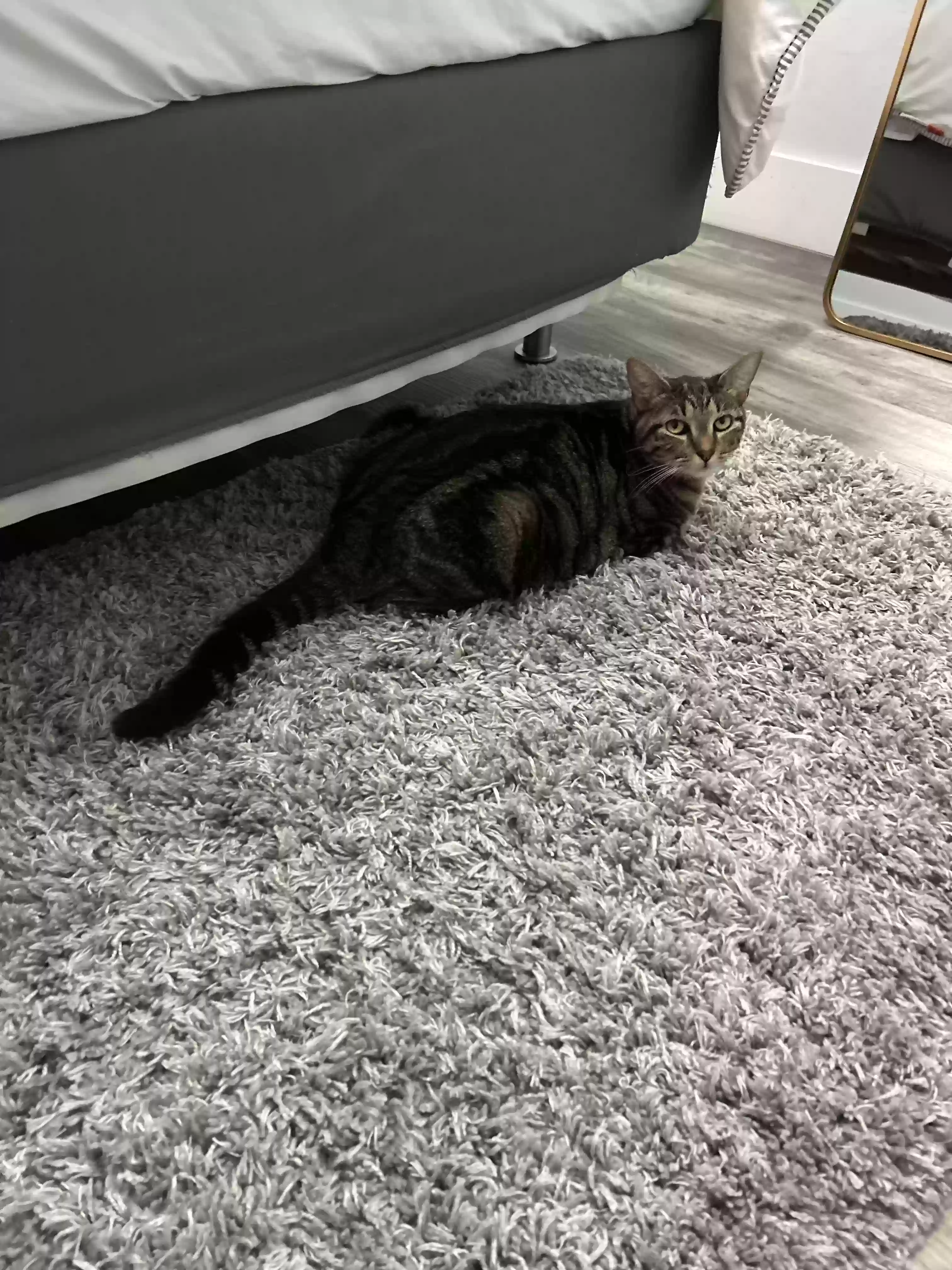 Lost cat in Miami, FL, 33143