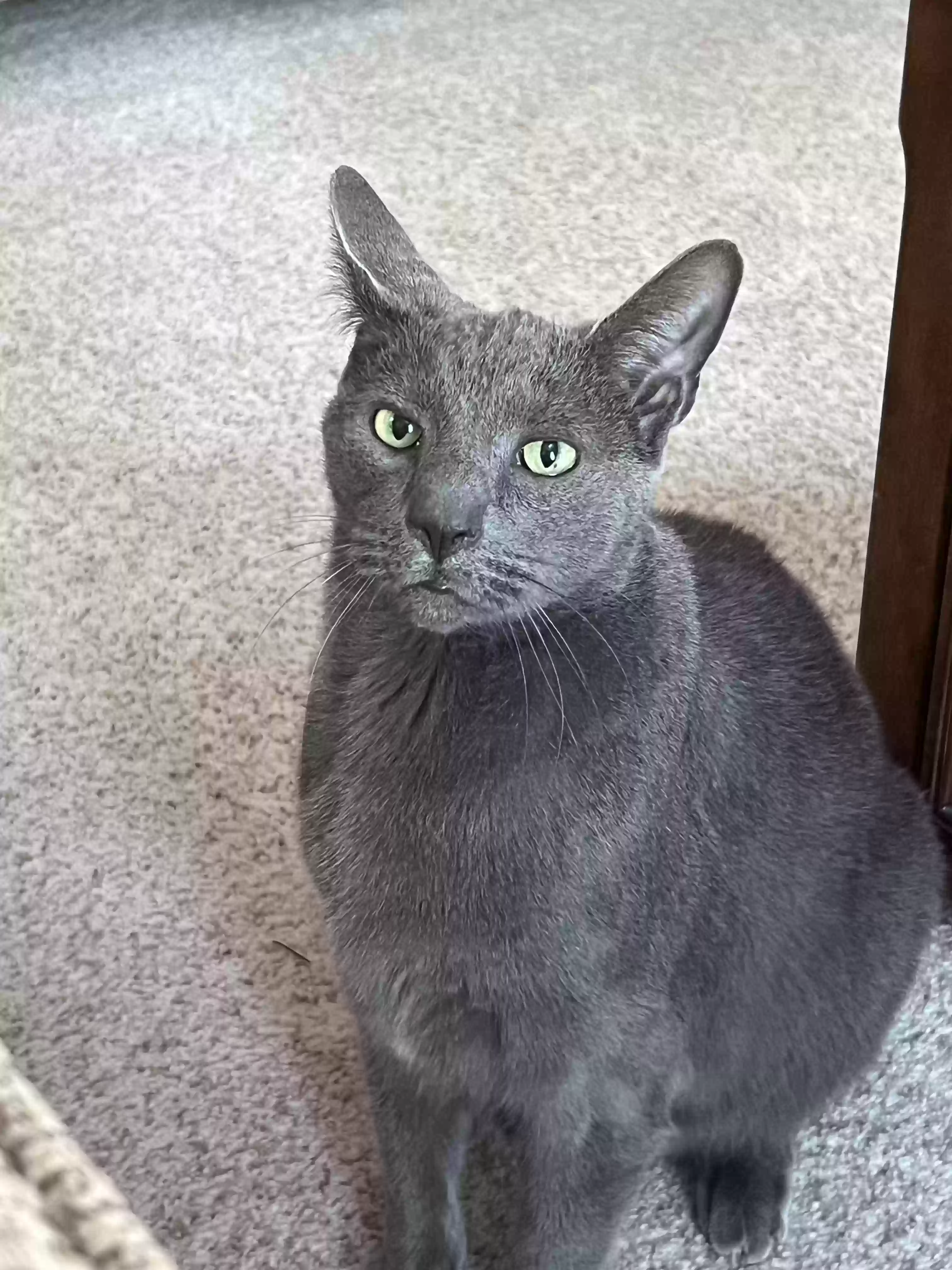 Lost cat in Newtown, PA, 18940