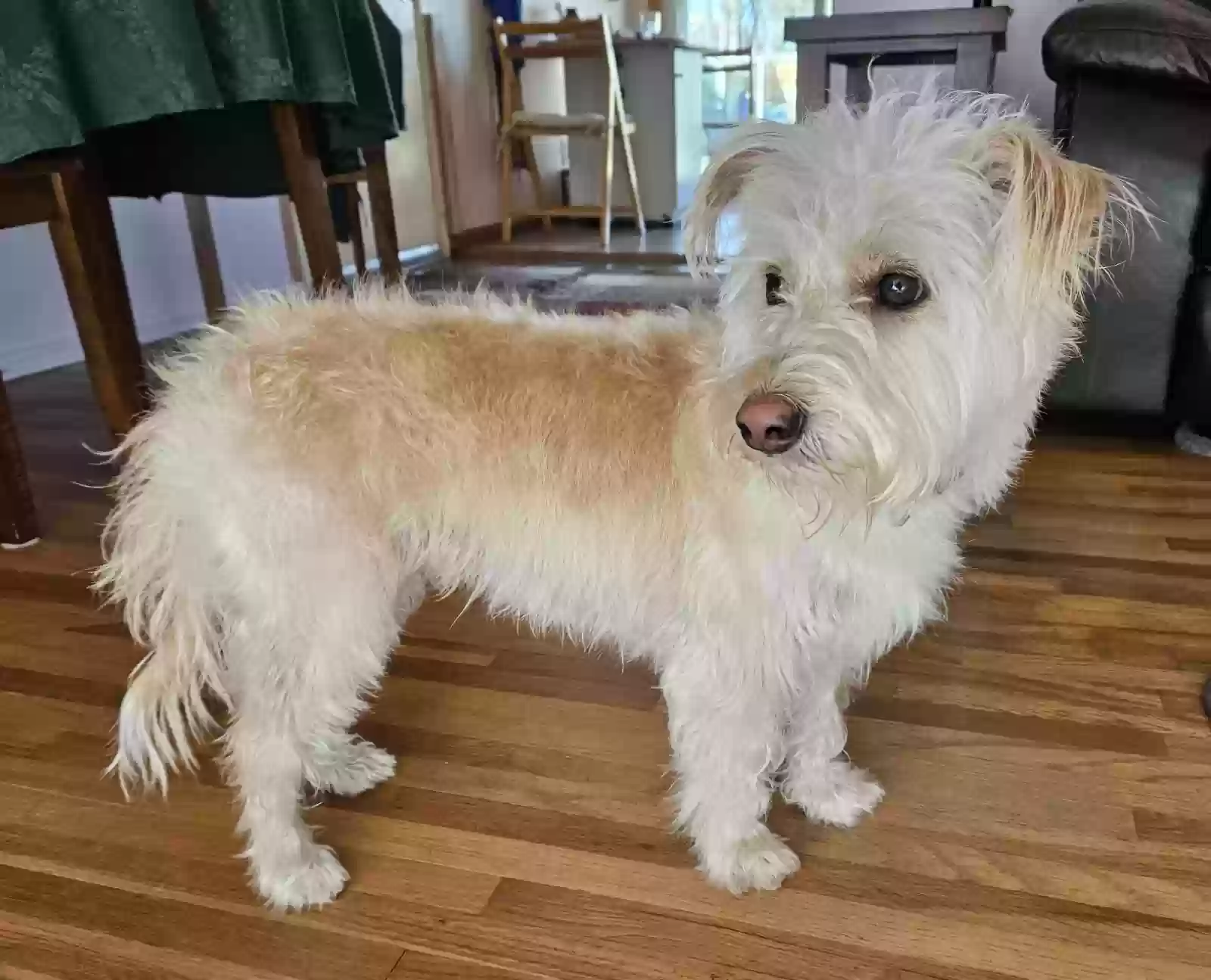 Lost dog in Denver, CO, 80224