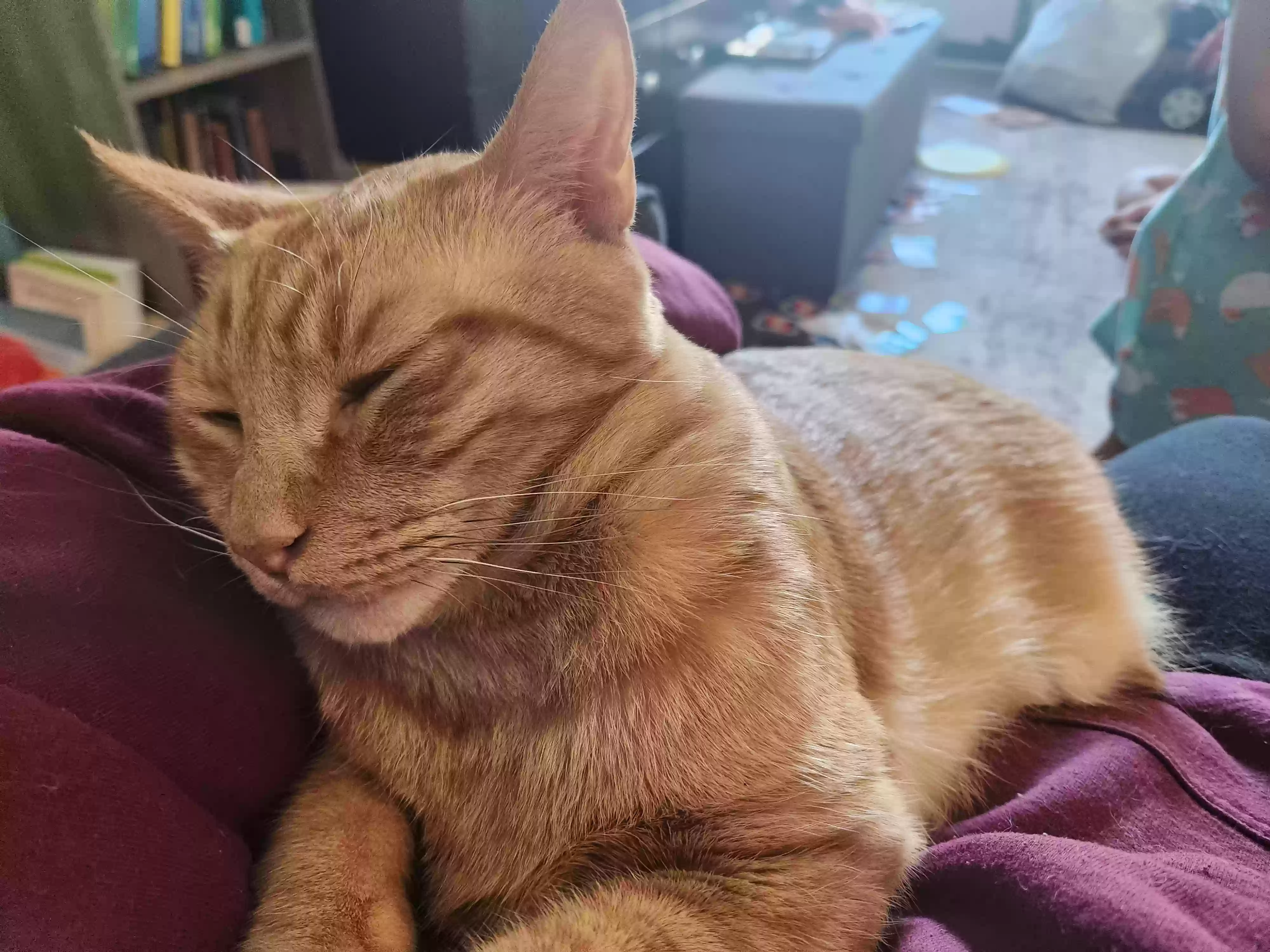 Lost cat in Dunn, NC, 28334
