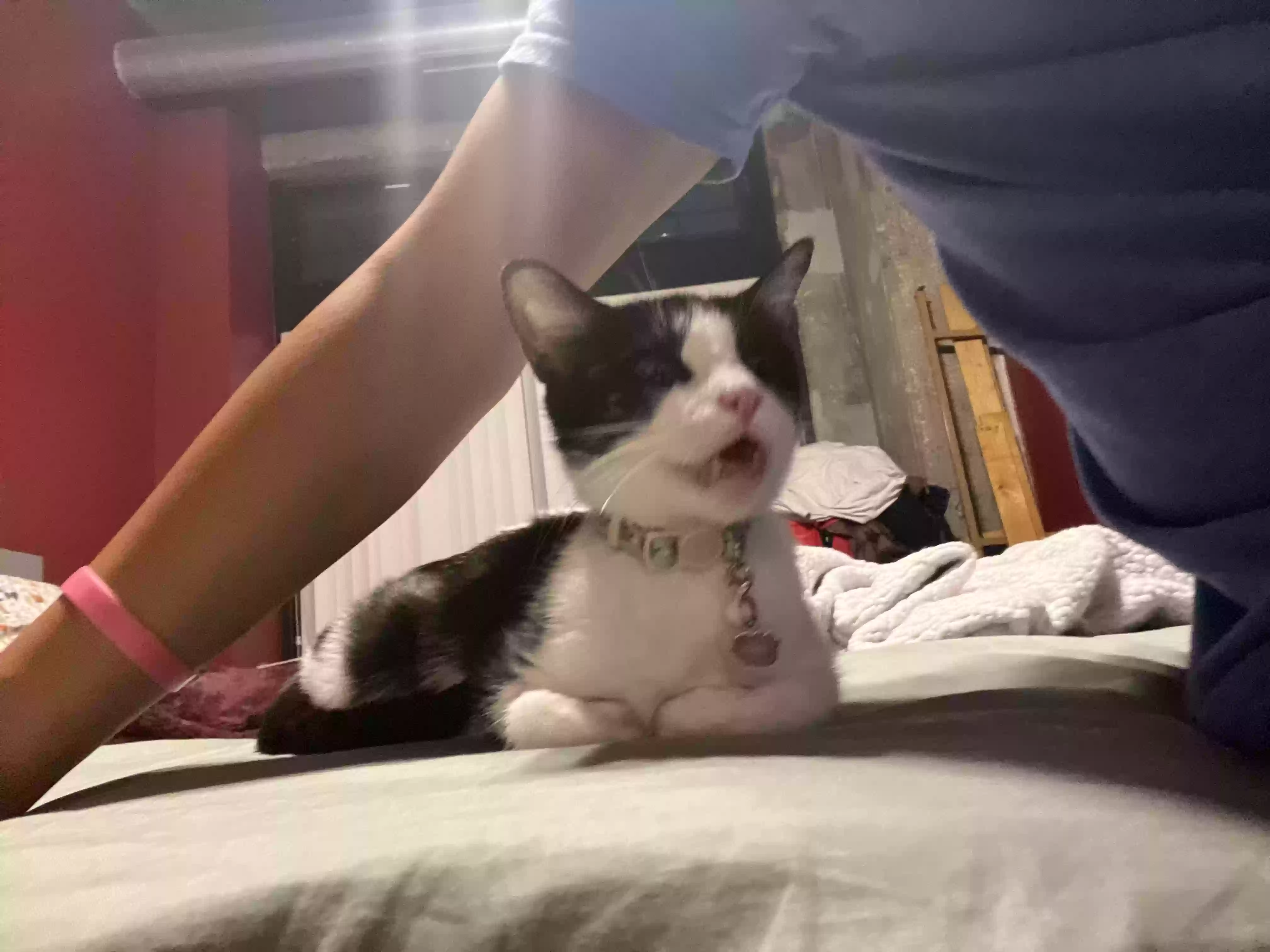 Lost cat in Chicago, IL, 60608