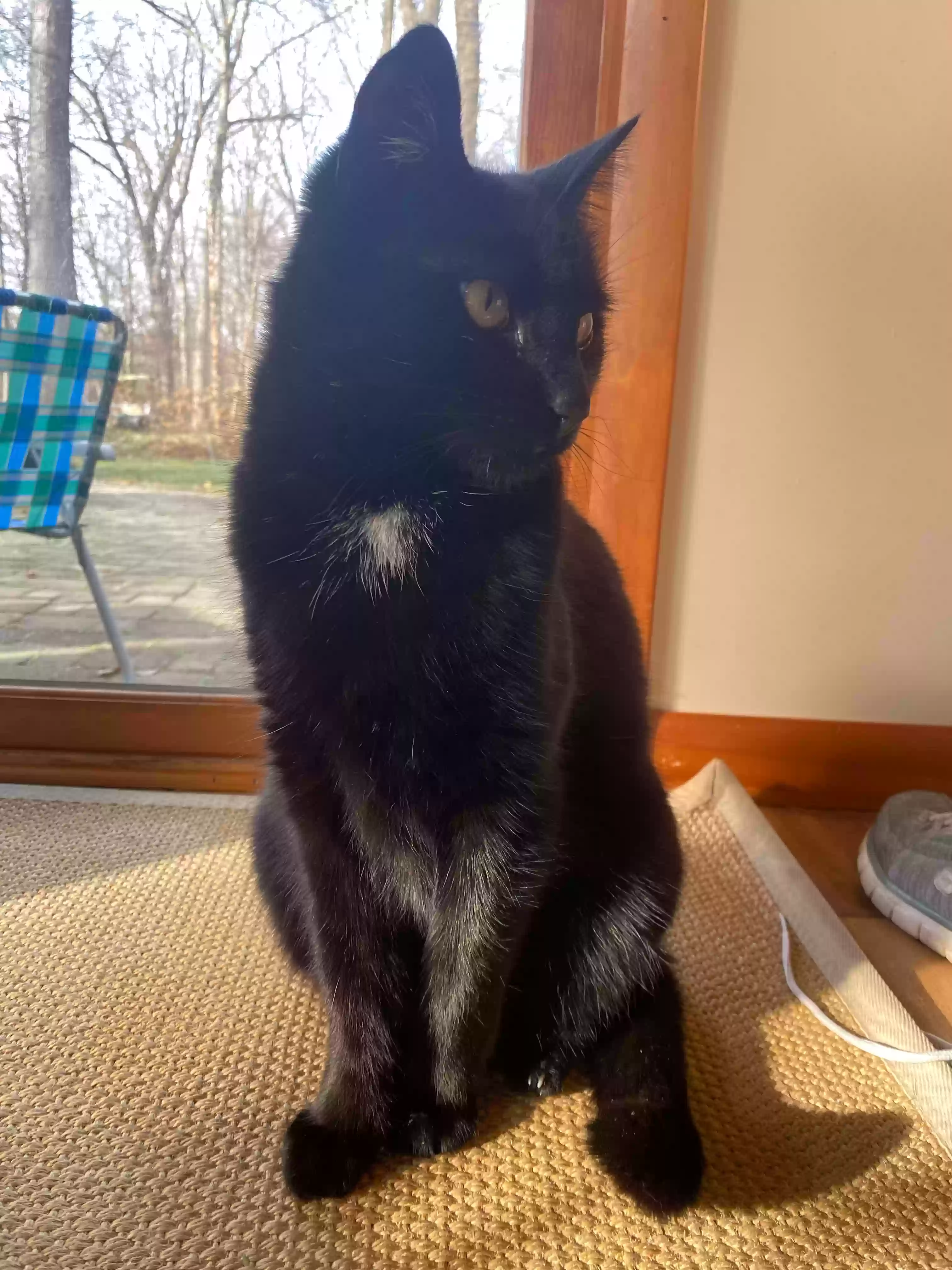 Lost cat in Dayton, OH, 45431