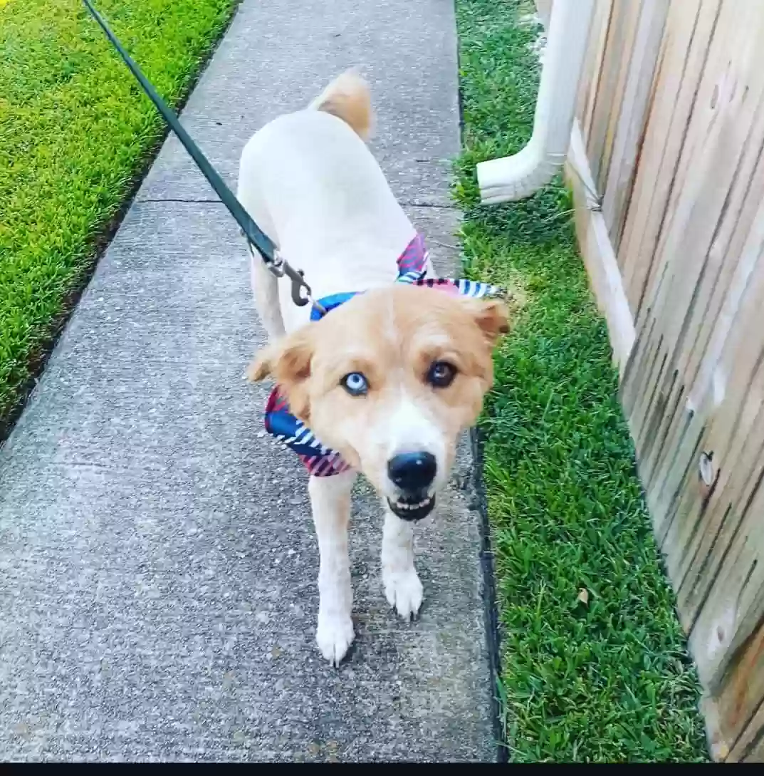 Lost dog in Houston, TX, 77082