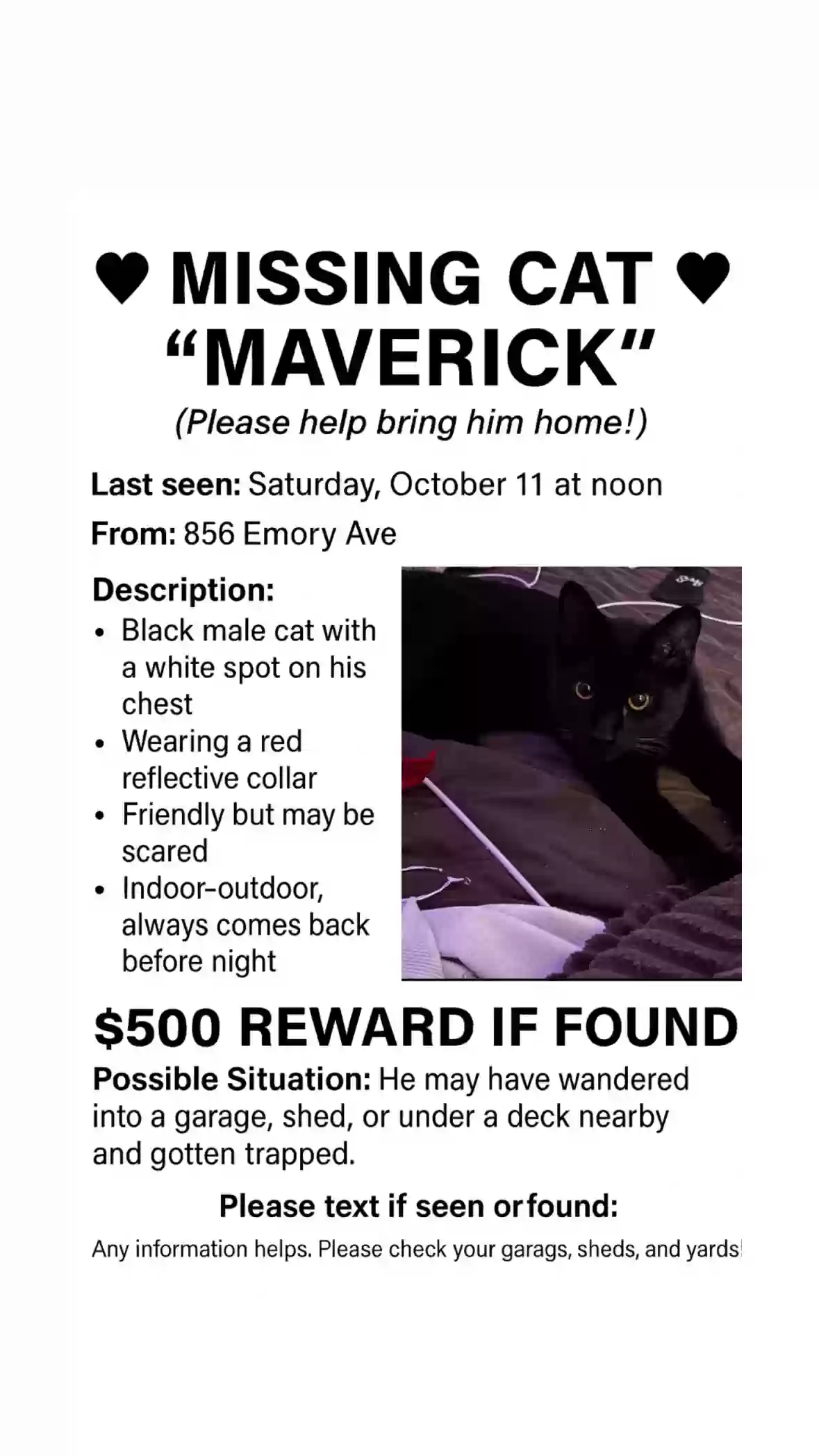 Lost cat in Campbell, CA, 95008