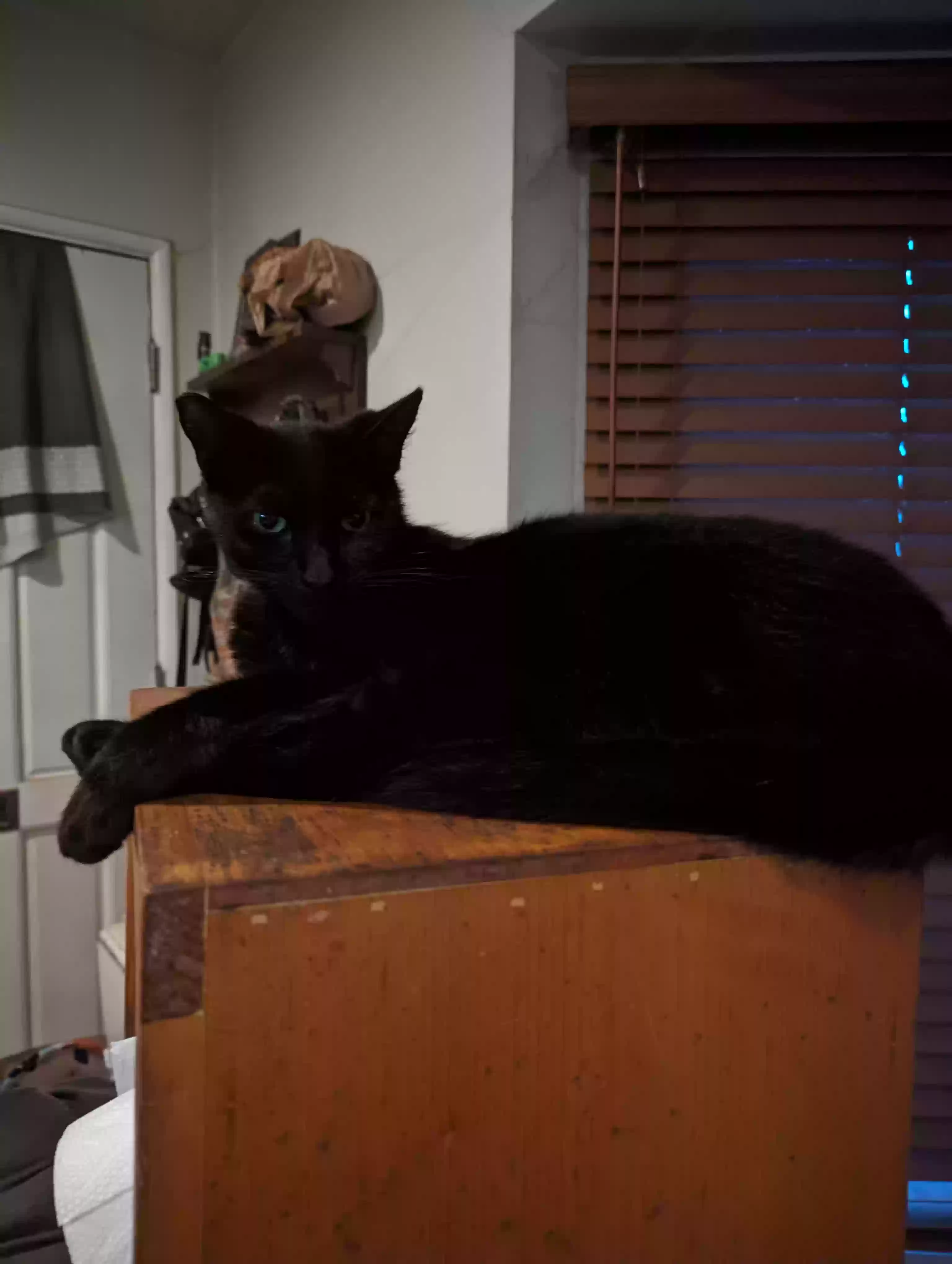 Lost cat in Van Nuys, CA, 91406