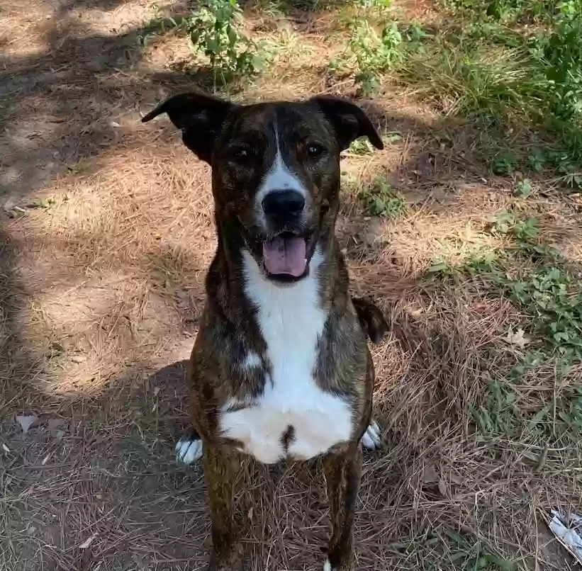 Lost dog in Spring, TX, 77381