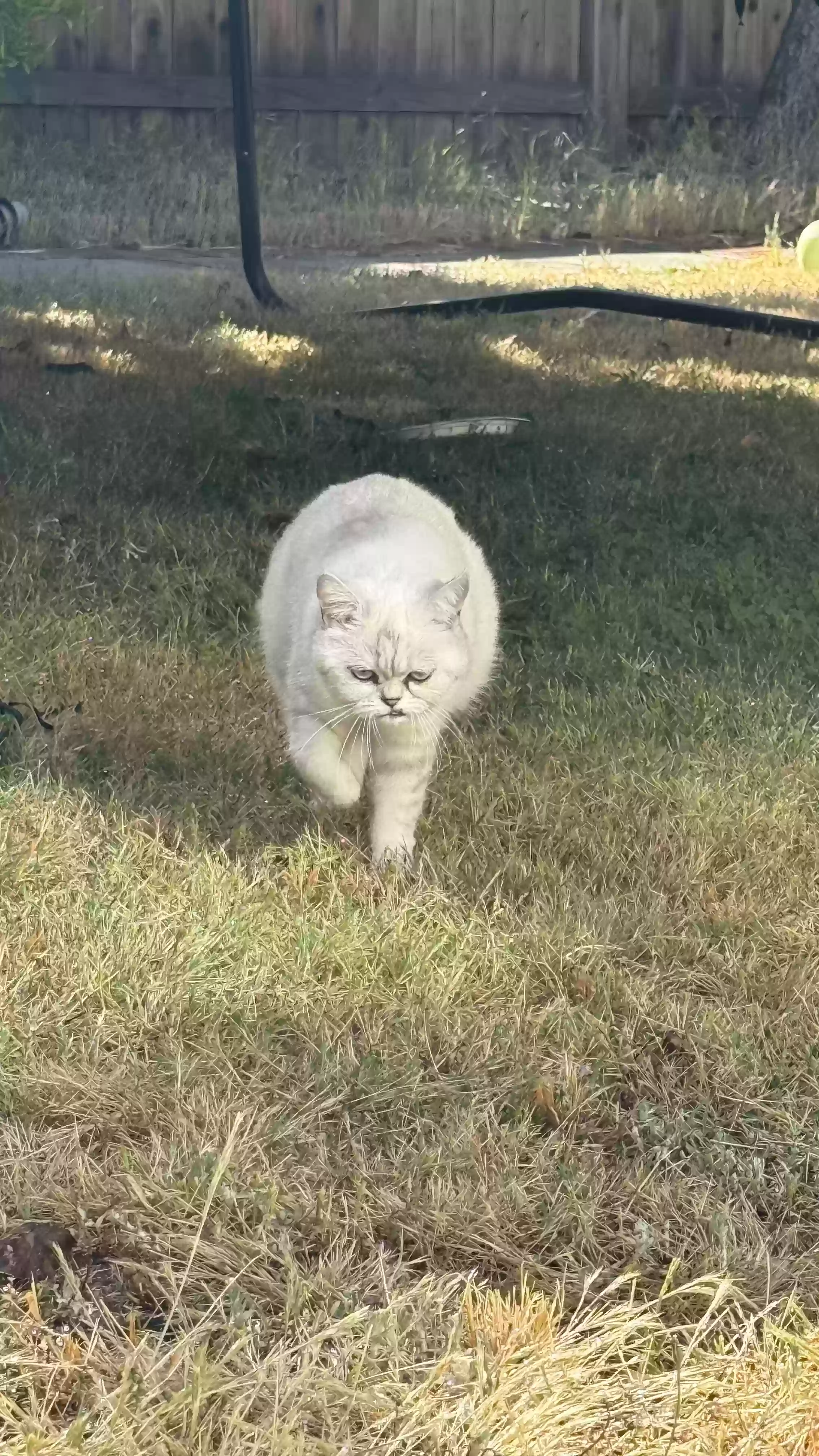 Lost cat in Rocklin, CA, 95765