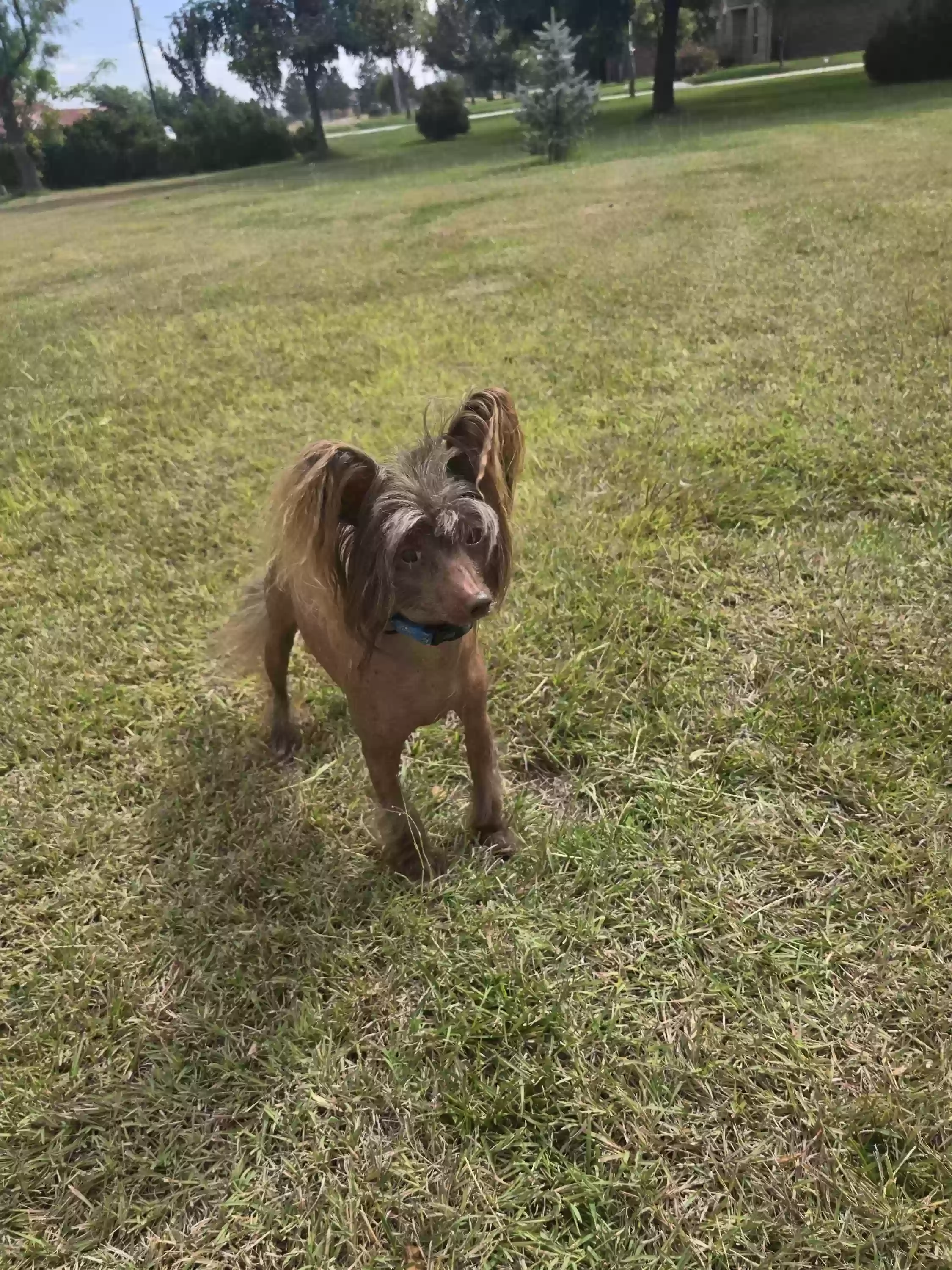 Lost dog in Burbank, CA, 91505