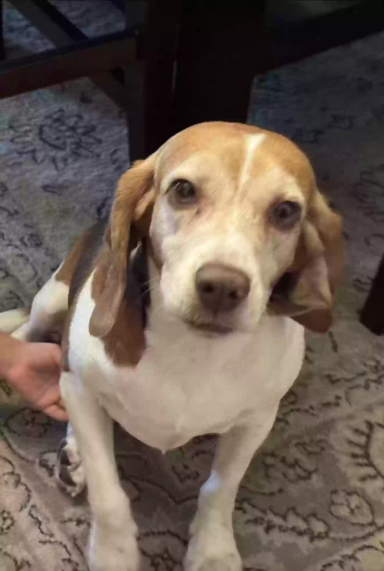 Lost dog in Jacksonville, FL, 32221